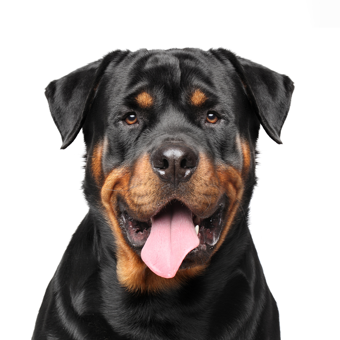 Rottweiler Rottweiler