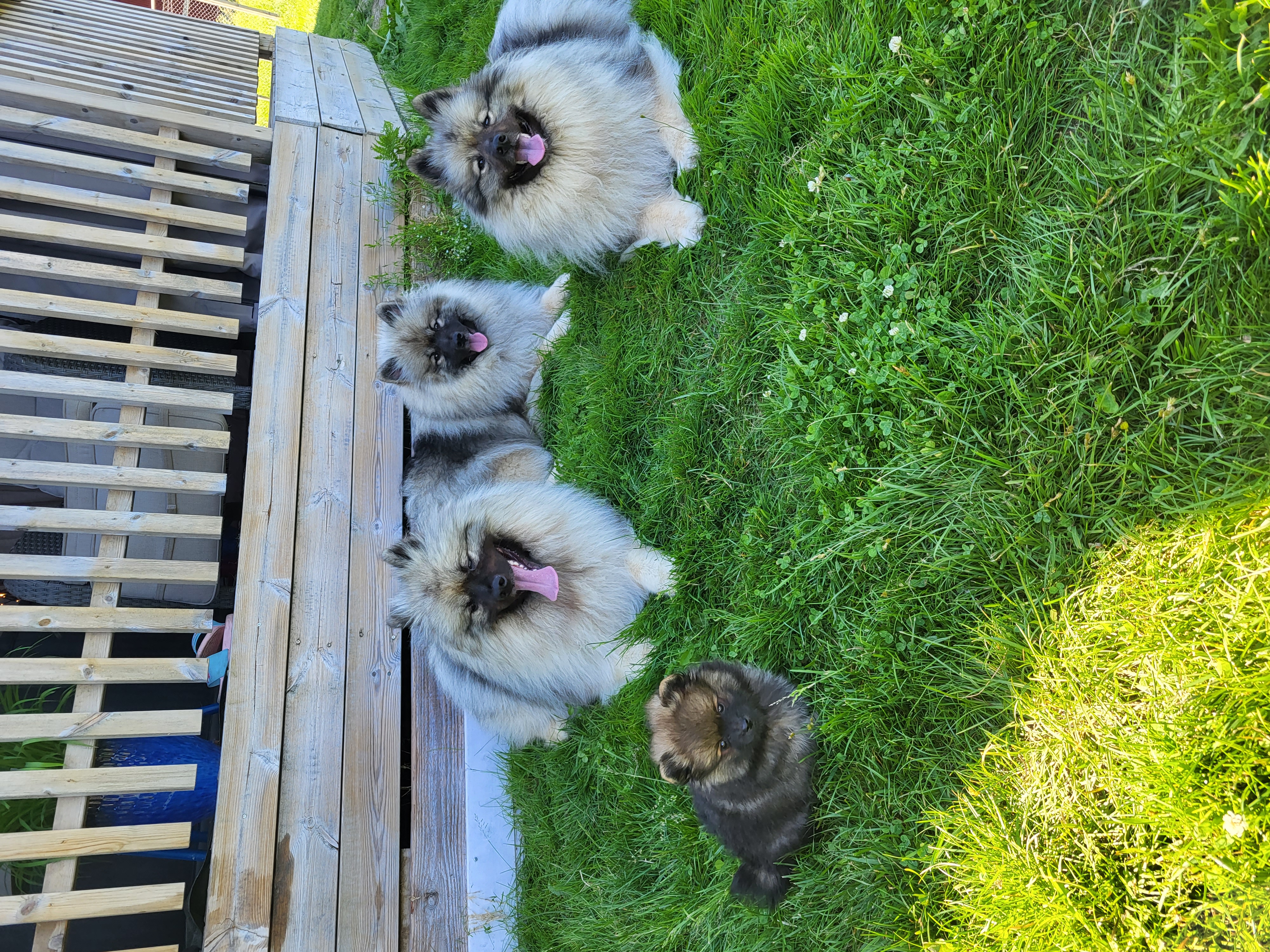 The Great Spitzby kennel The Great Spitzby kennel