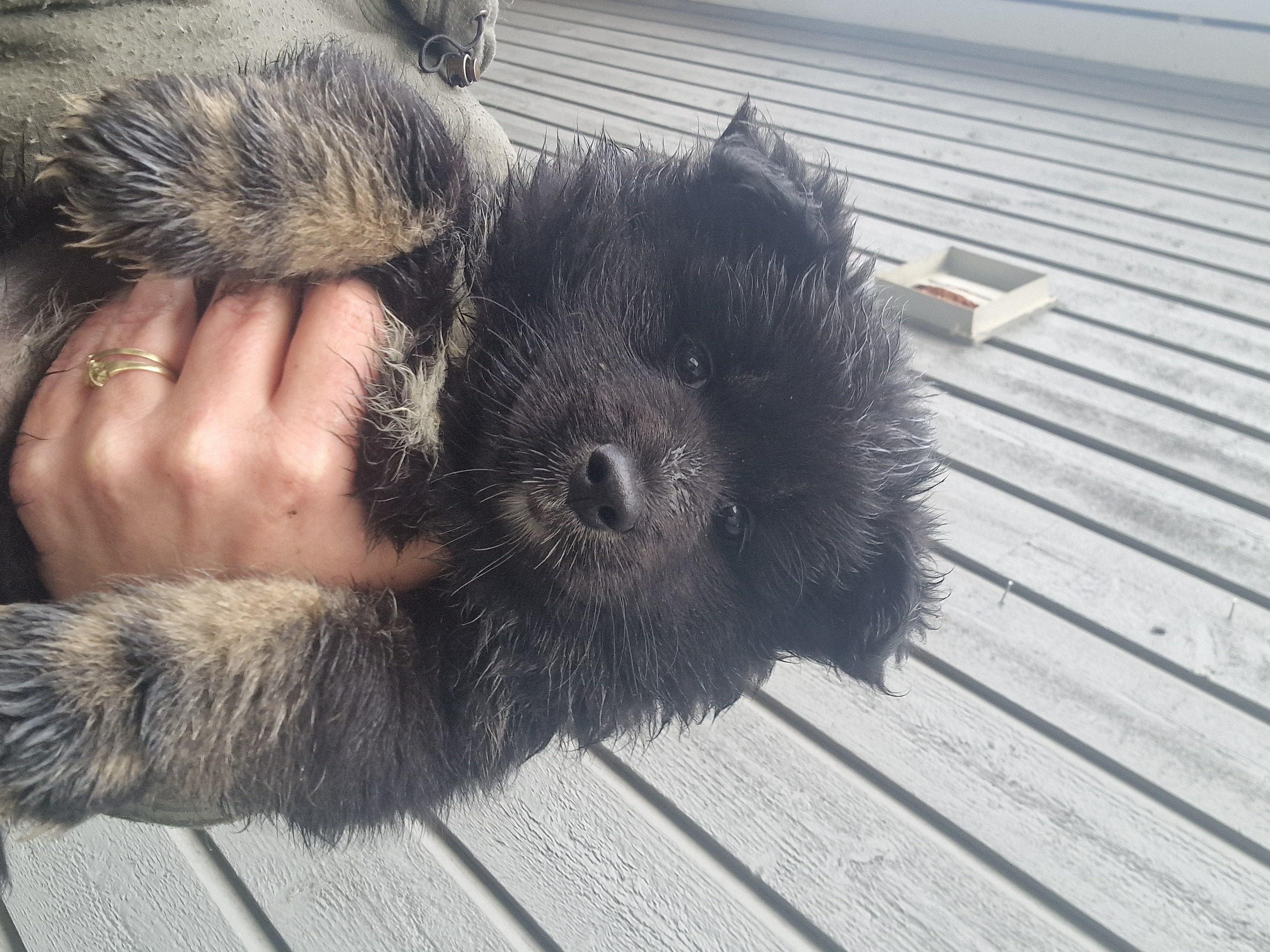 Flerfarget Flerfarget