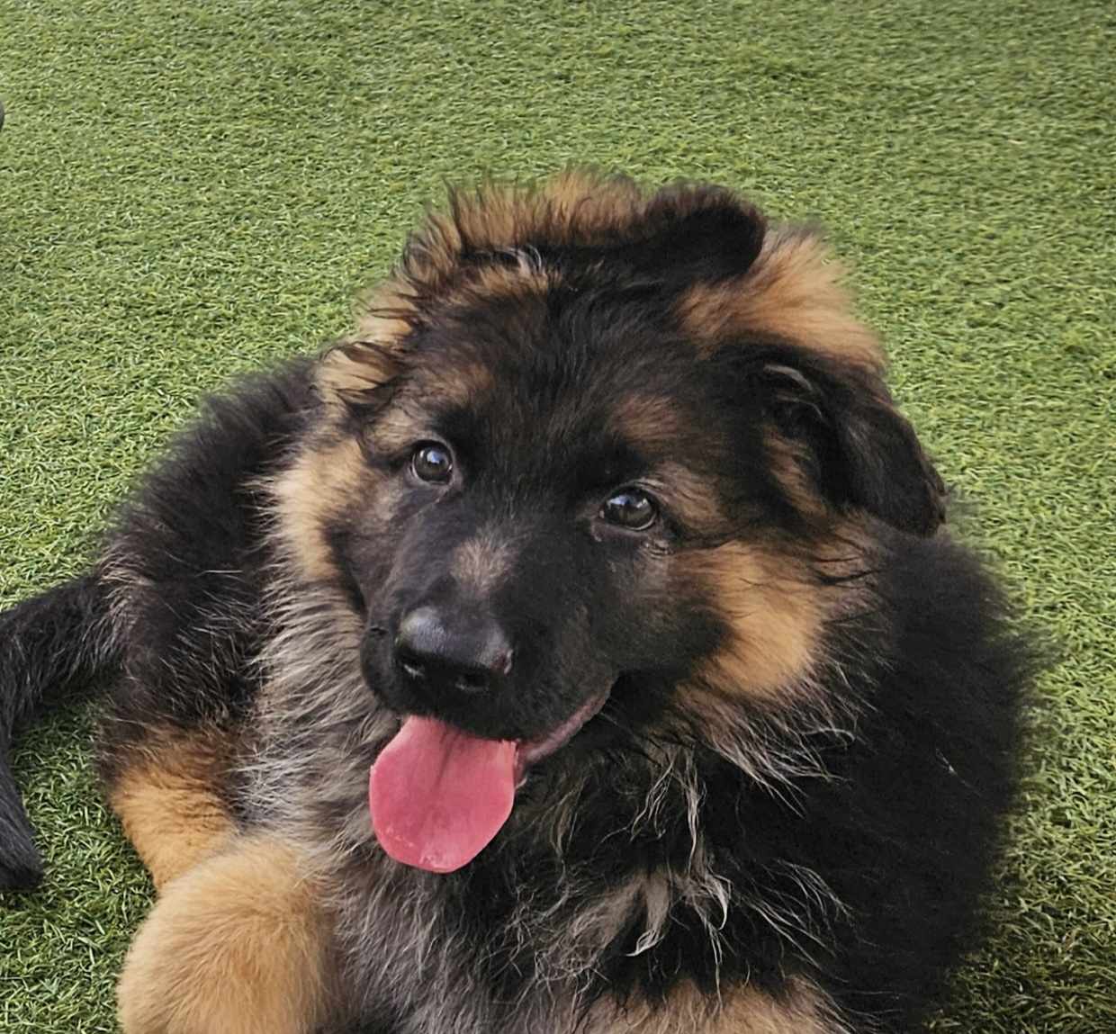 Skoglytrollets Grizzly Skoglytrollets Grizzly