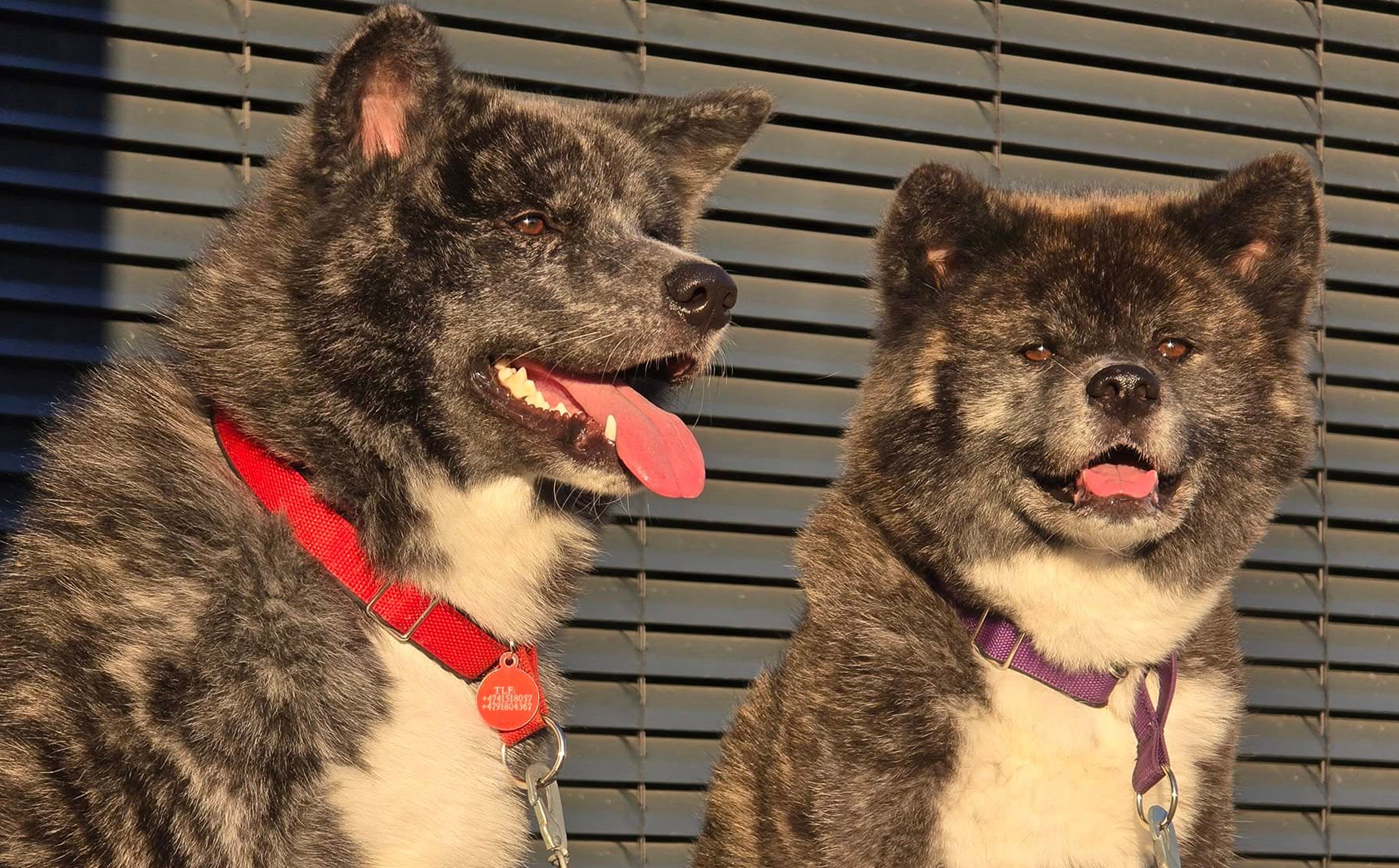 Dynamic image Dynamic image