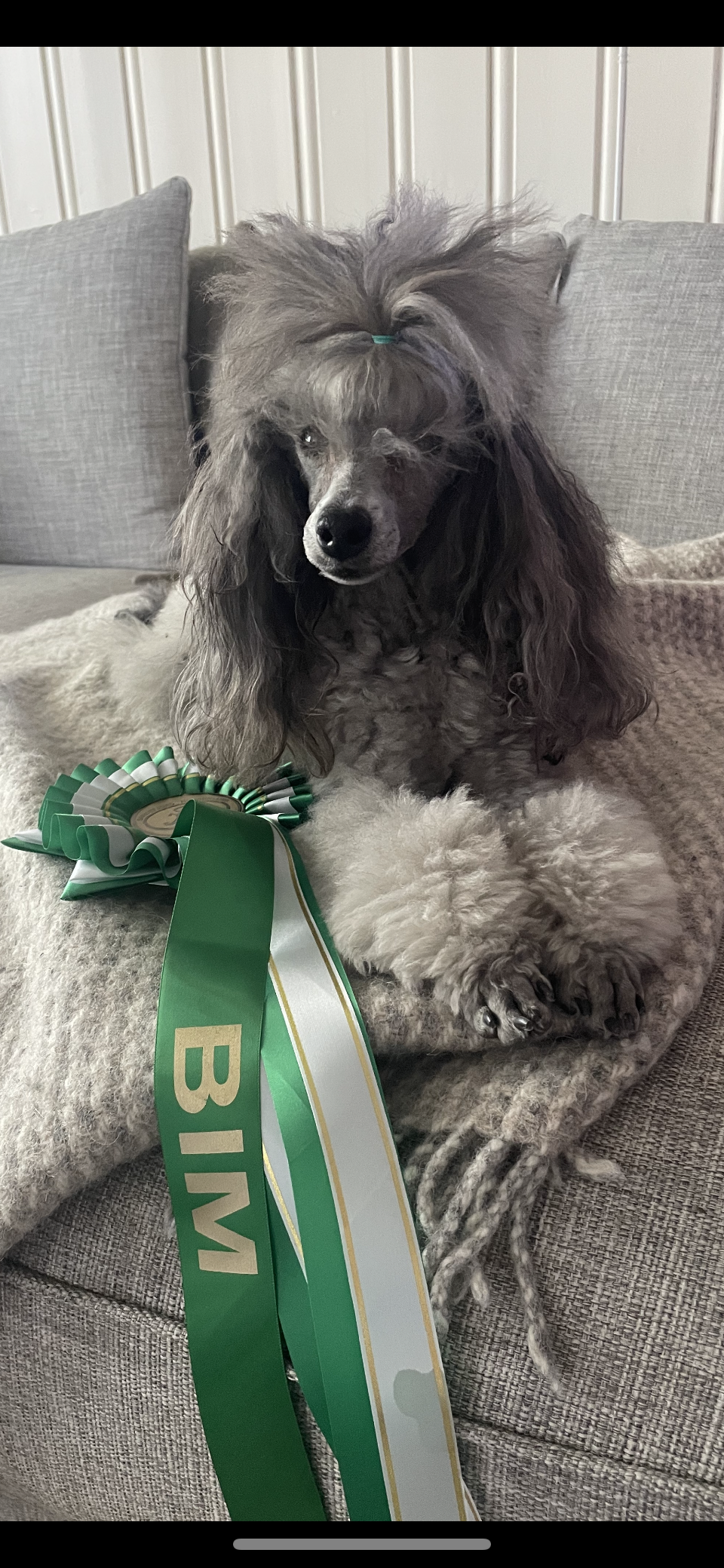 Cockhill Fifty Shades of Grey / Lotta