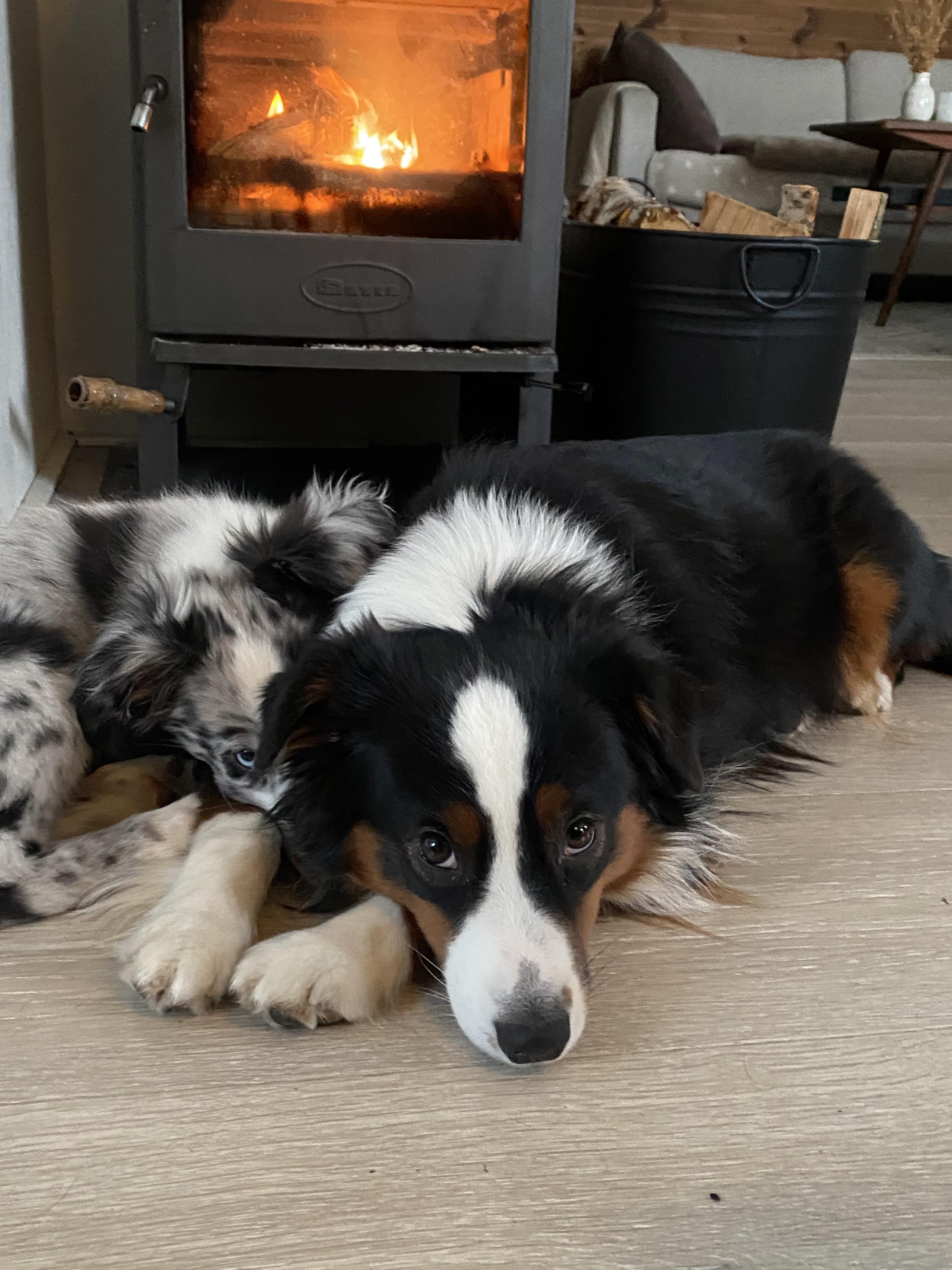 Donna To Fiana From Trilars Paws Donna To Fiana From Trilars Paws