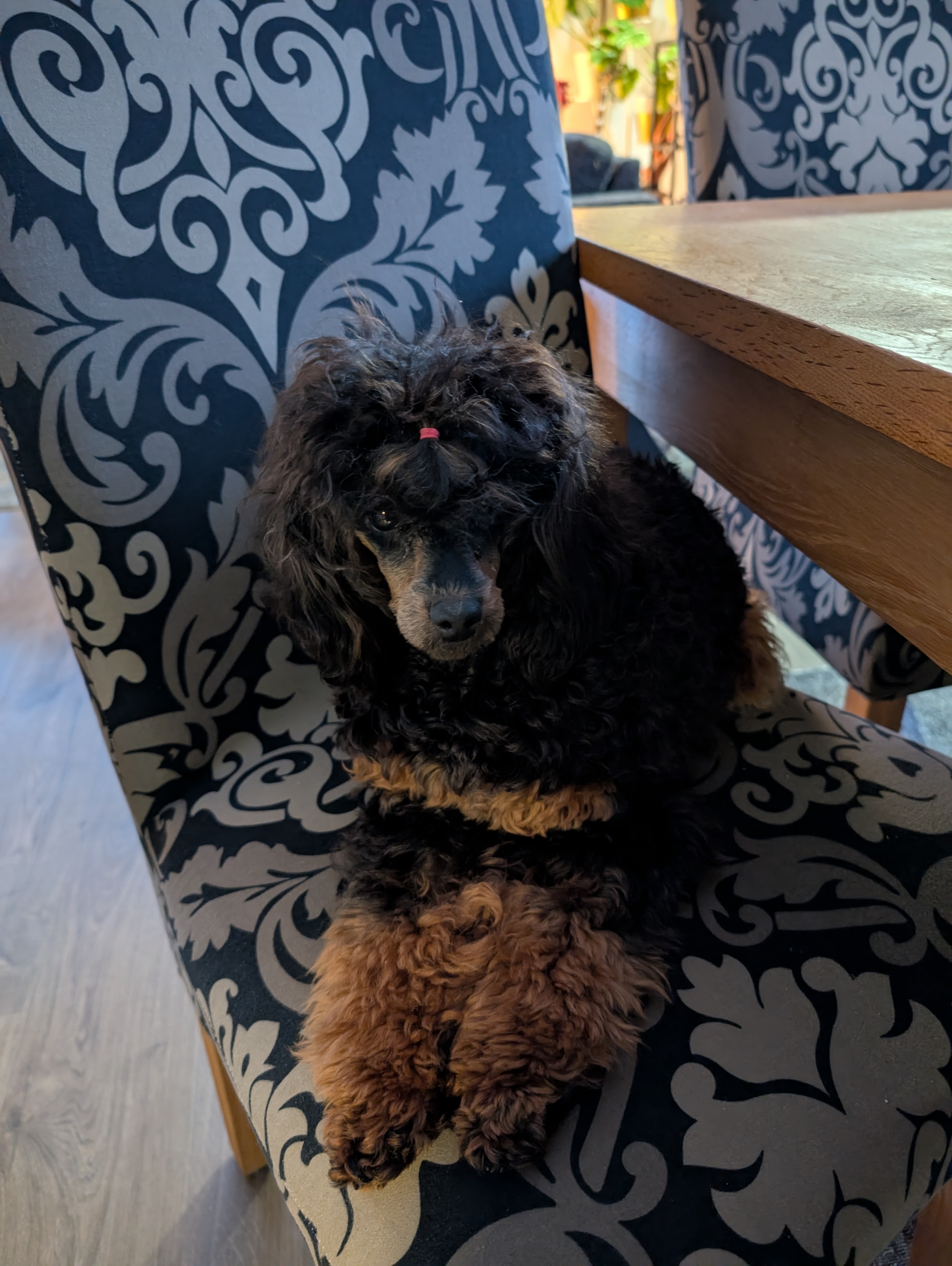 Cenicas Arv Gaia Gemma