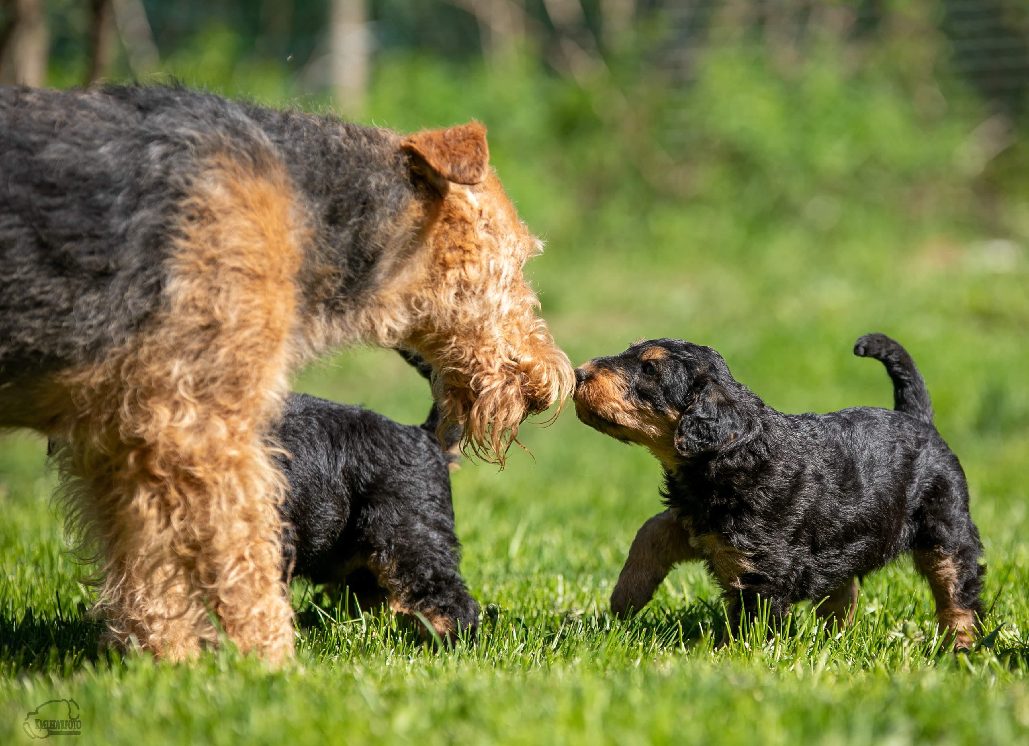 Hilde Evaldsdatter Hilde Evaldsdatter