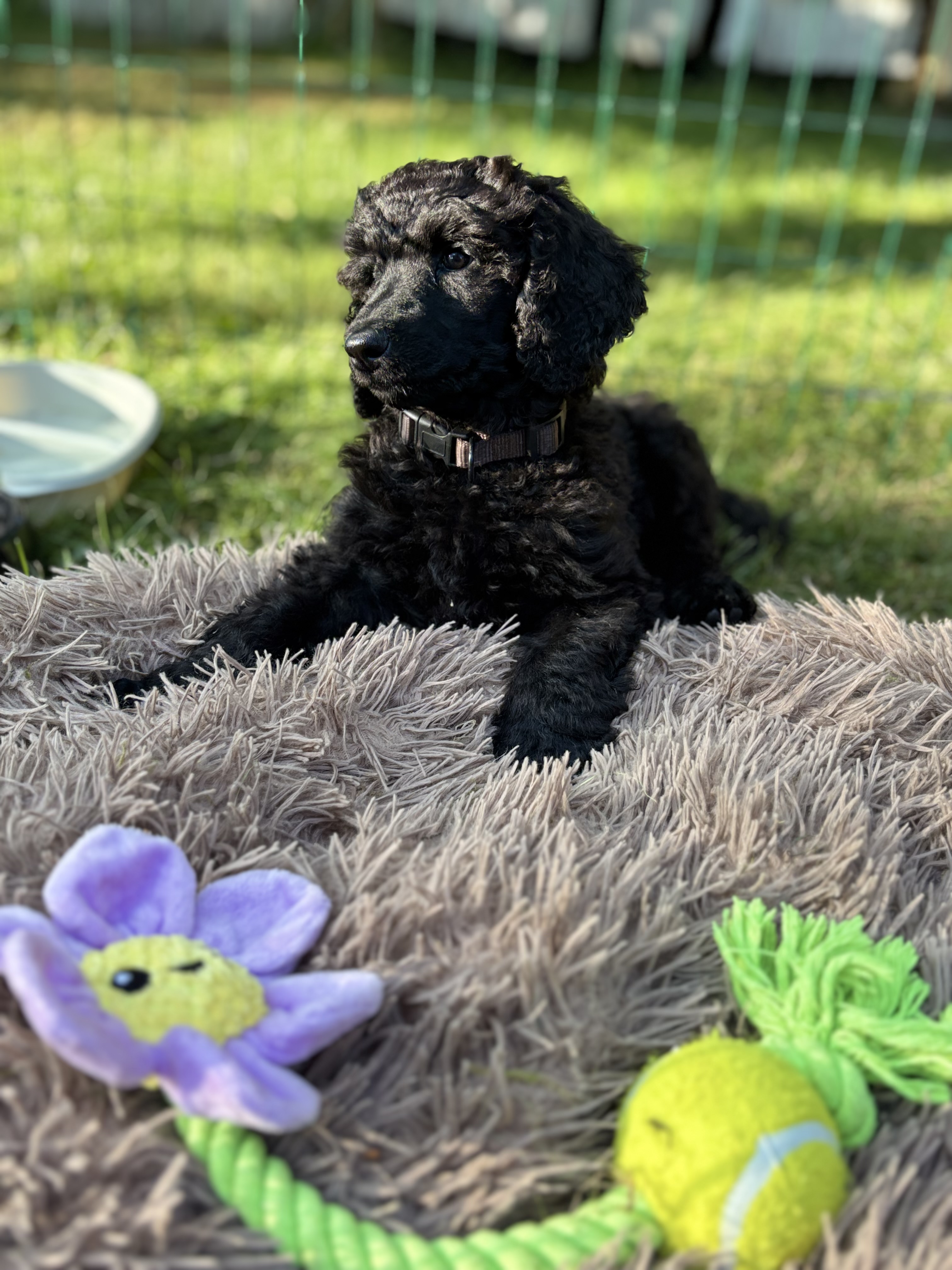 Bella  (Athena Devine)