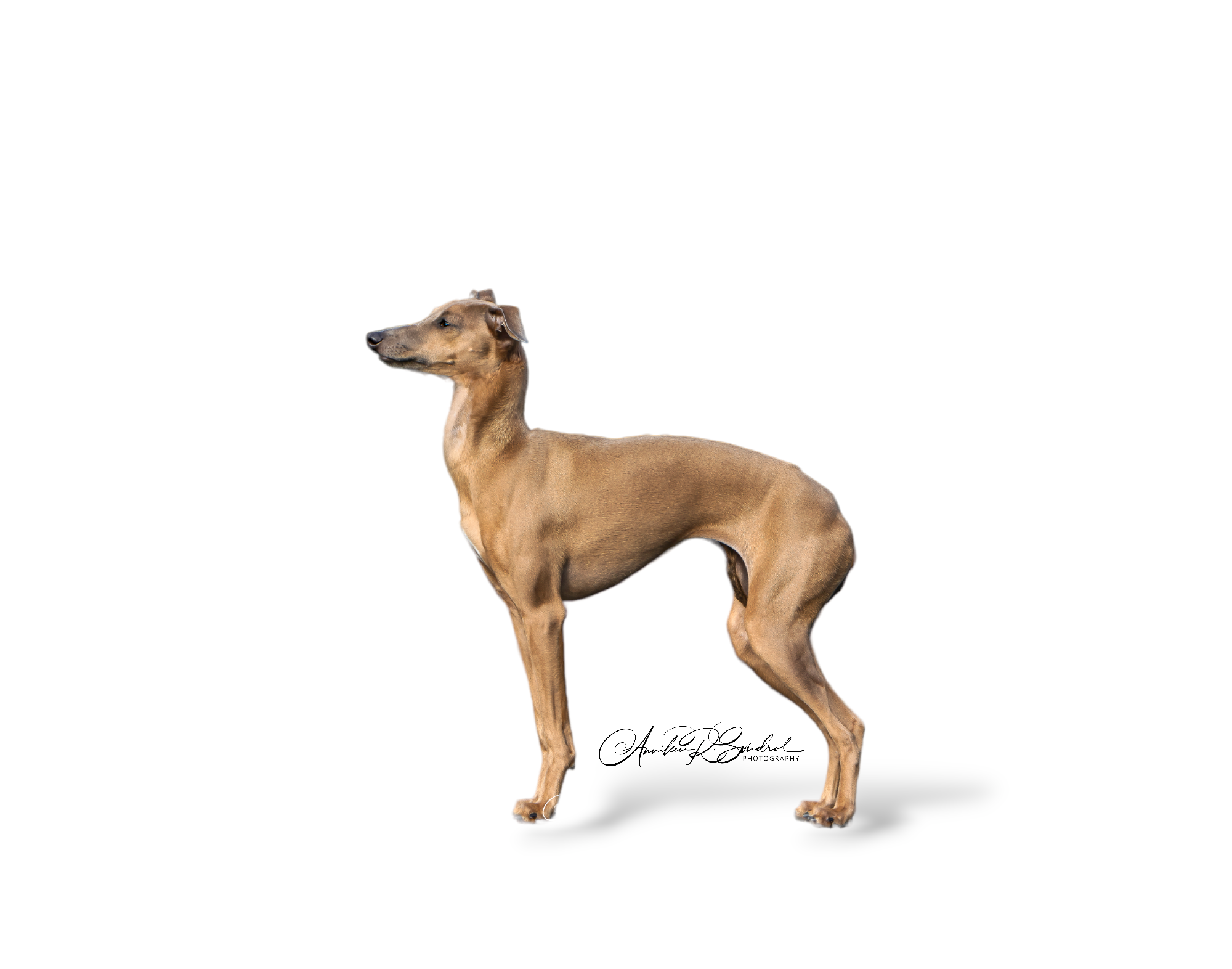 Phly society Piestewa Phly society Piestewa