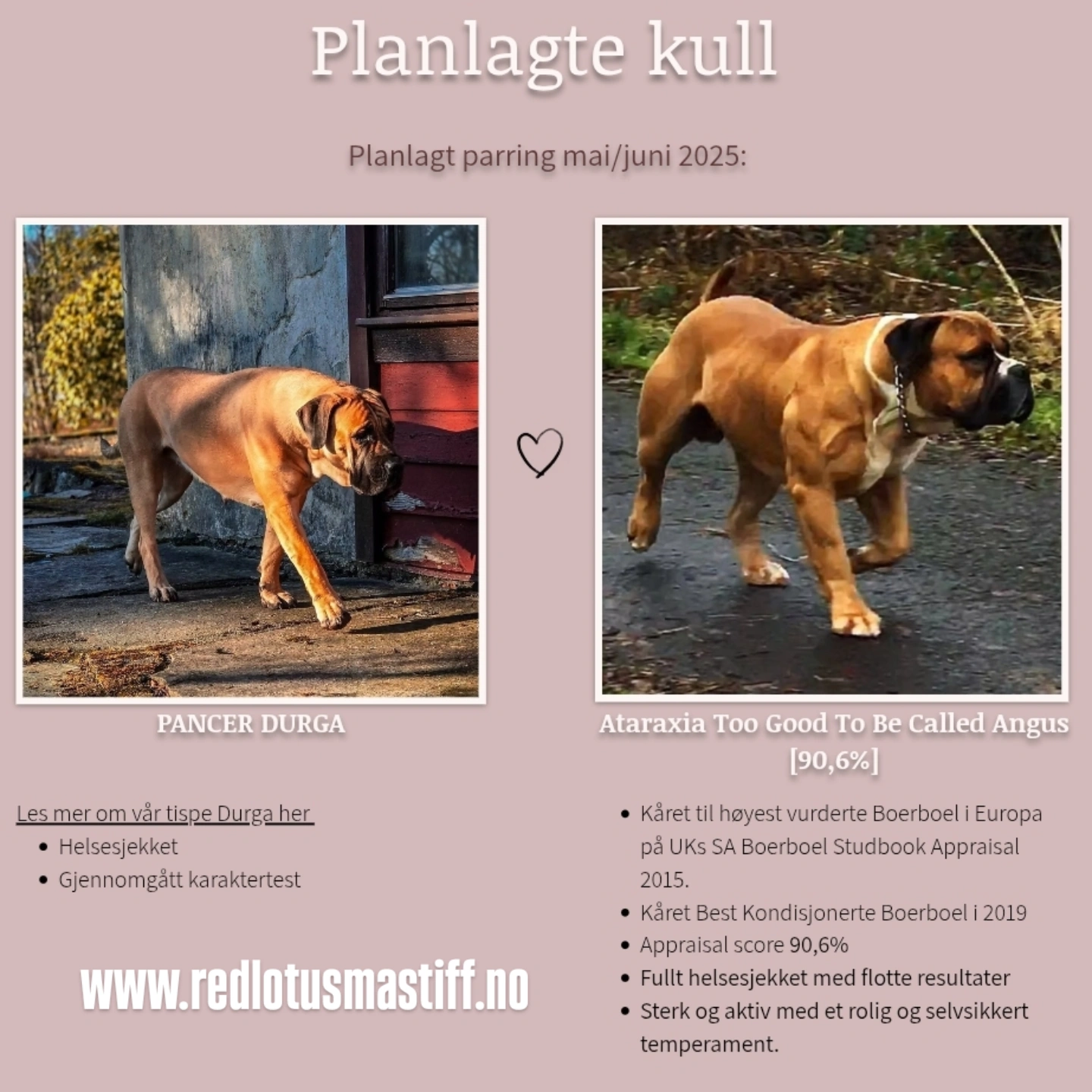 Boerboel