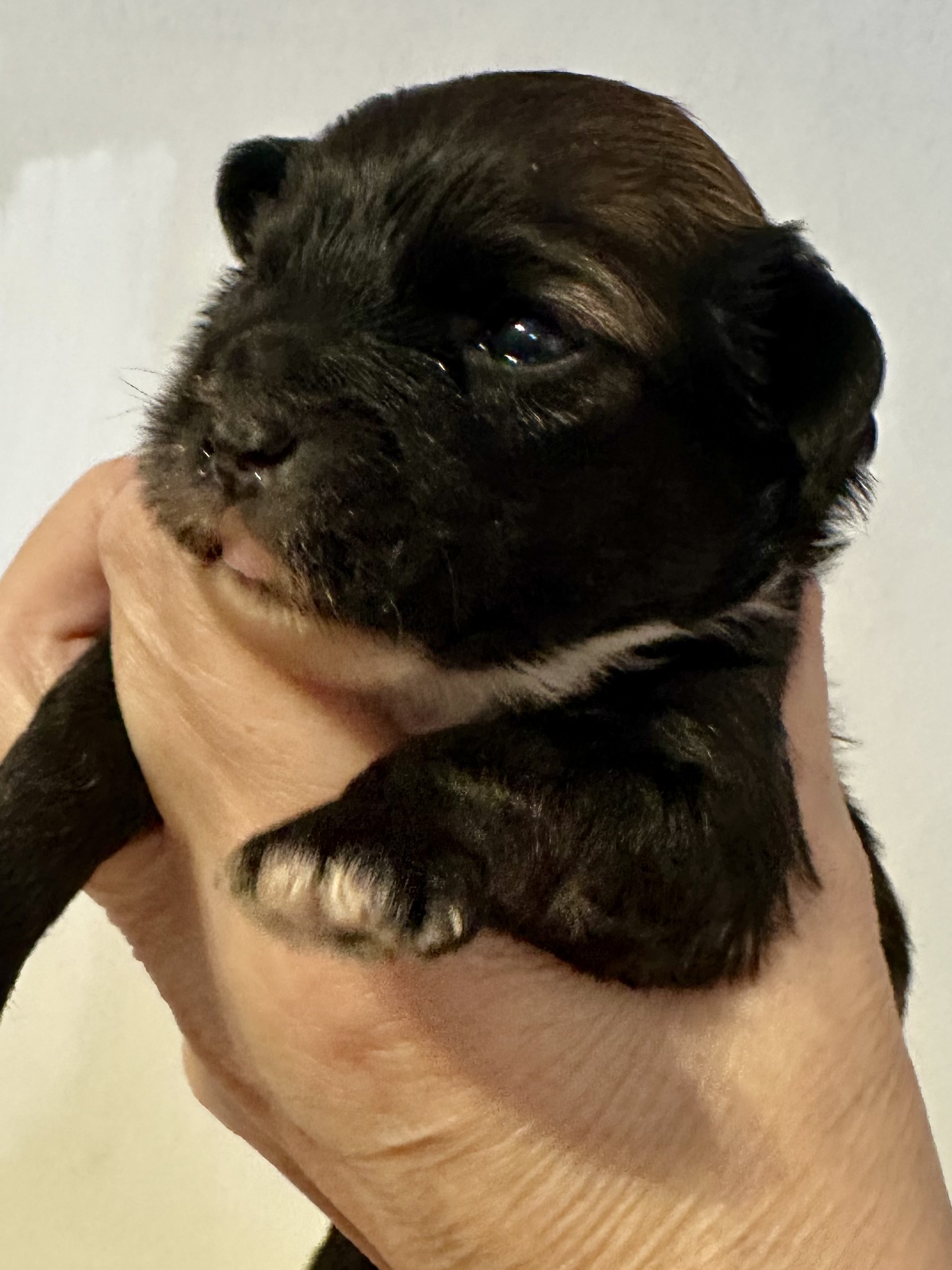 Mørk tispe u/sokker Mørk tispe u/sokker