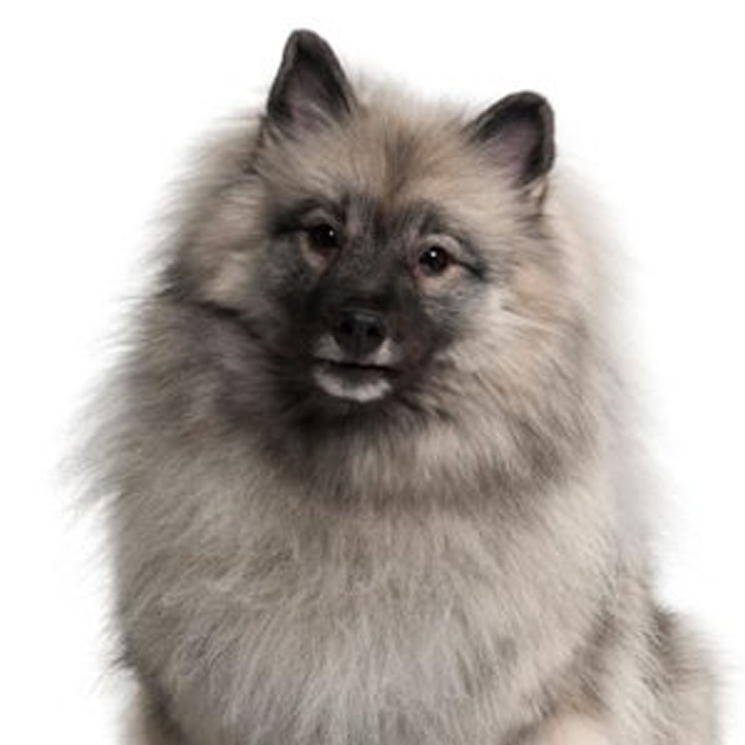 Keeshond Keeshond