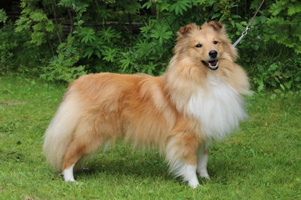 N DK Uch Orion des Mille Eclats des Tournesols