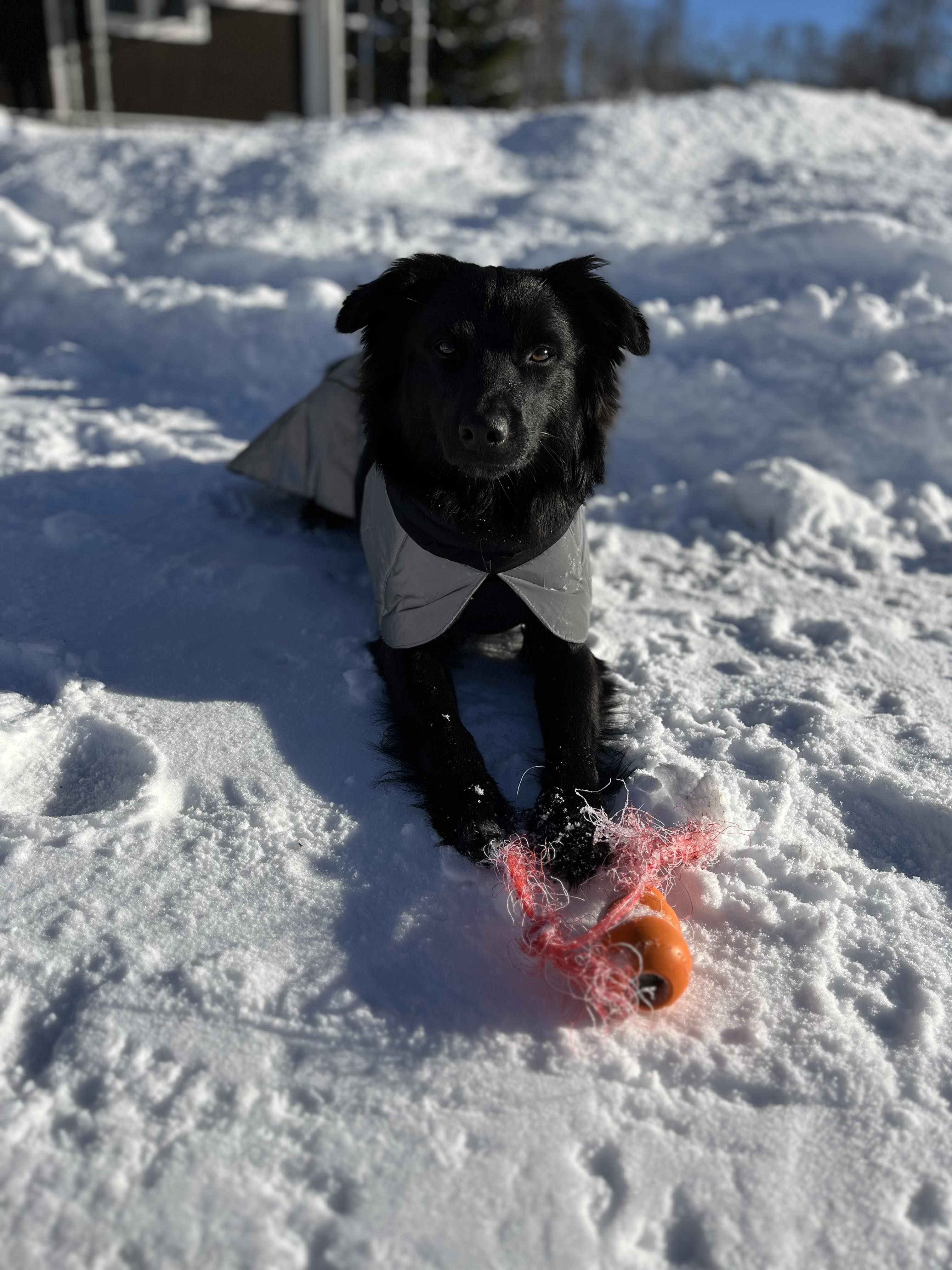Mystère Petit Norvégien 