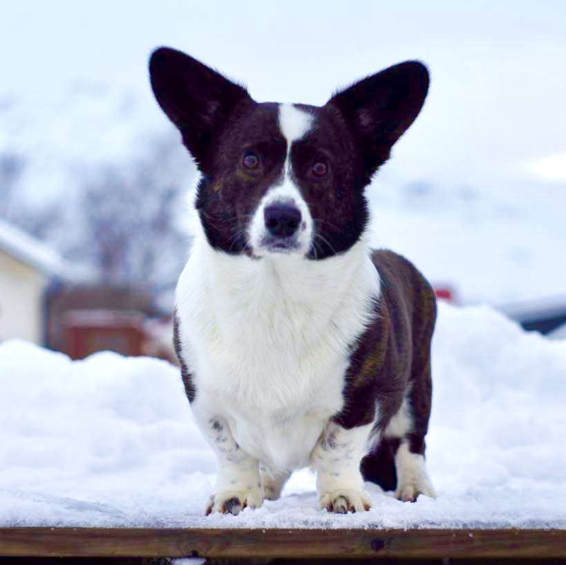 AnKiAlvana AnKiAlvana