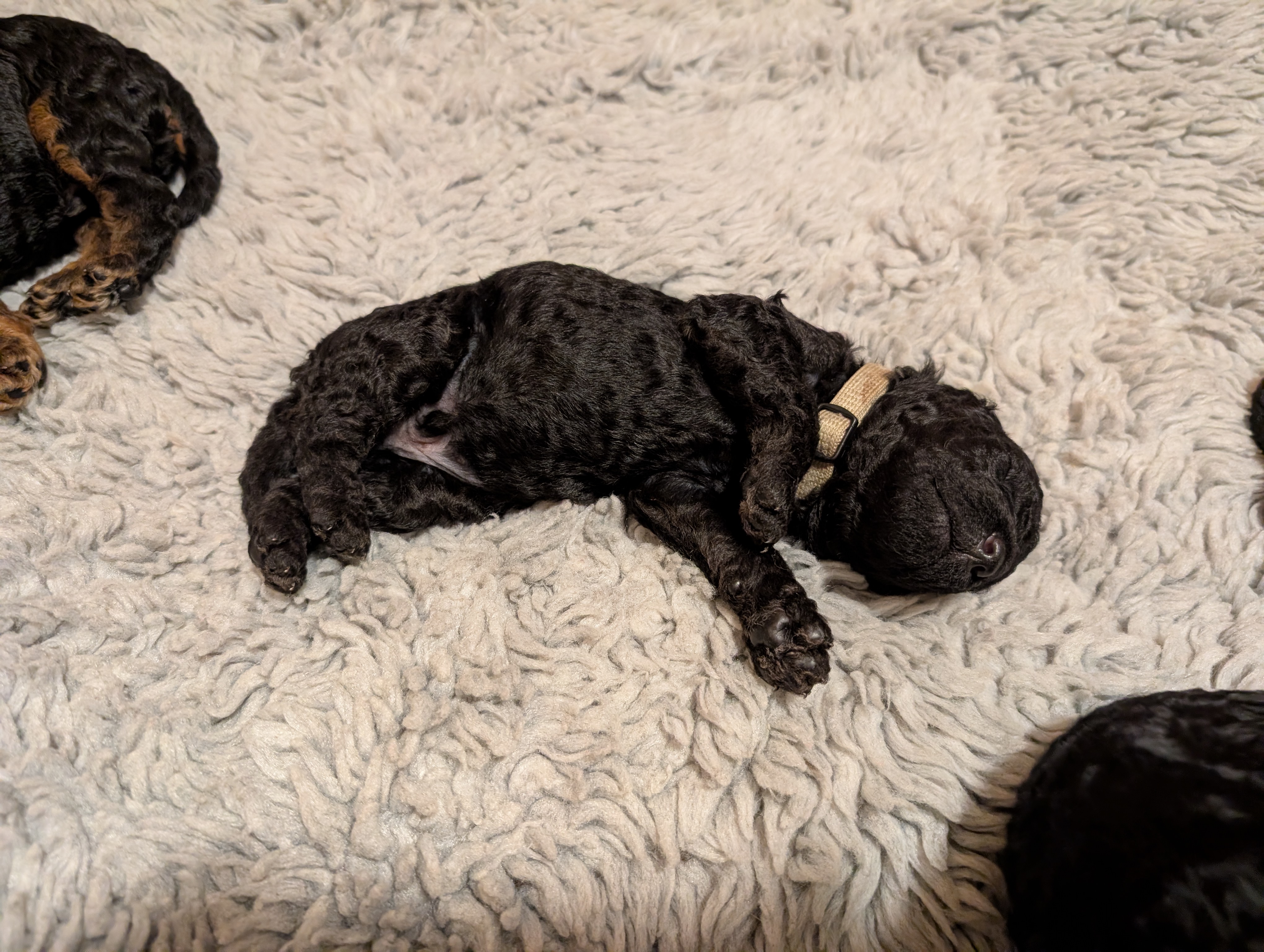 BjørnePias Ingibjartur BjørnePias Ingibjartur