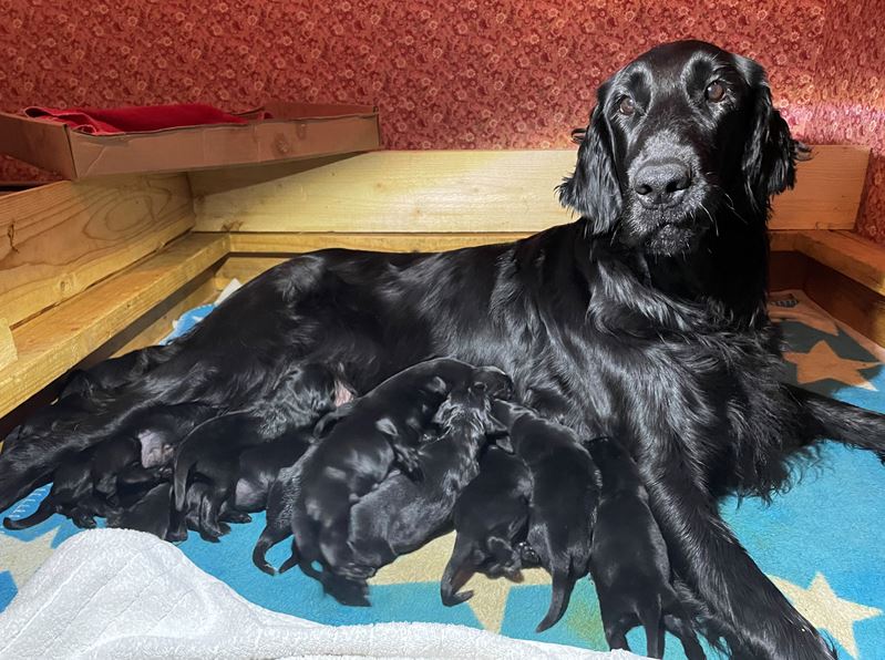 Flatcoated retrivervalp