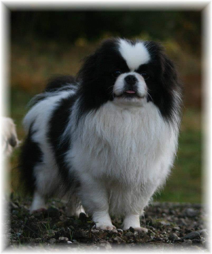 Toril Ollestad Toril Ollestad