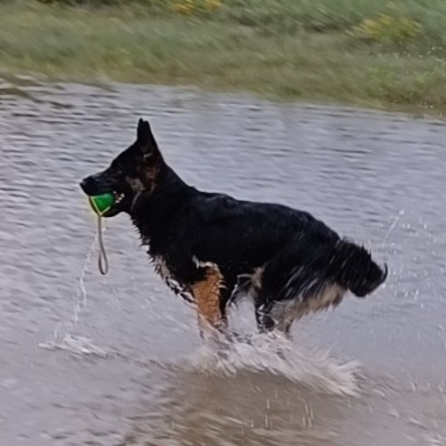 Alpha av Hundhamaren Alpha av Hundhamaren