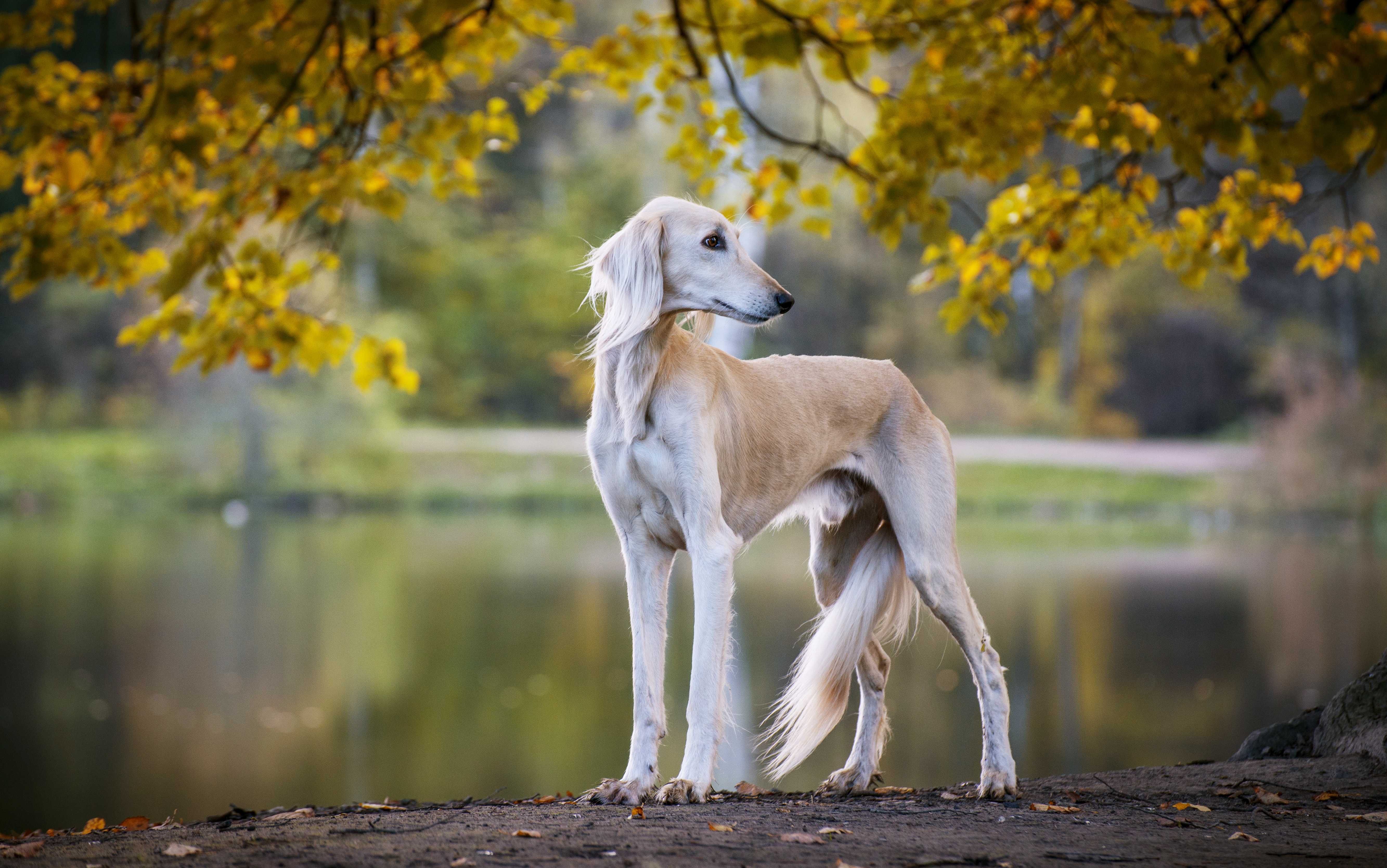 Saluki Saluki