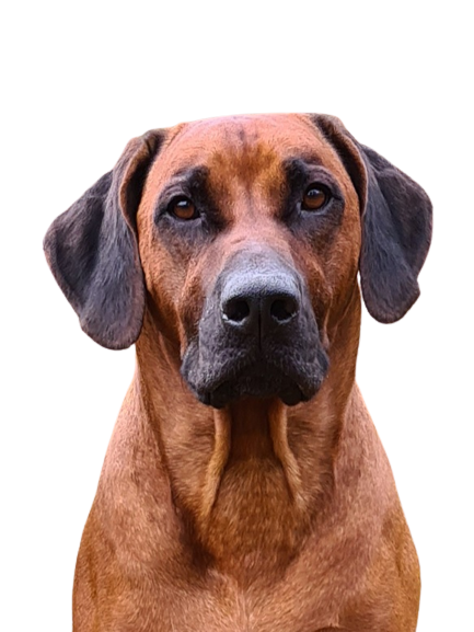 Ave Caesar Winds of Fortune Ave Caesar Winds of Fortune