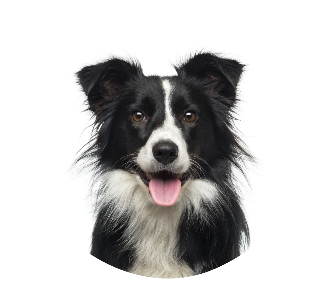 Klar for å finne valpen din på en tryggere måte?