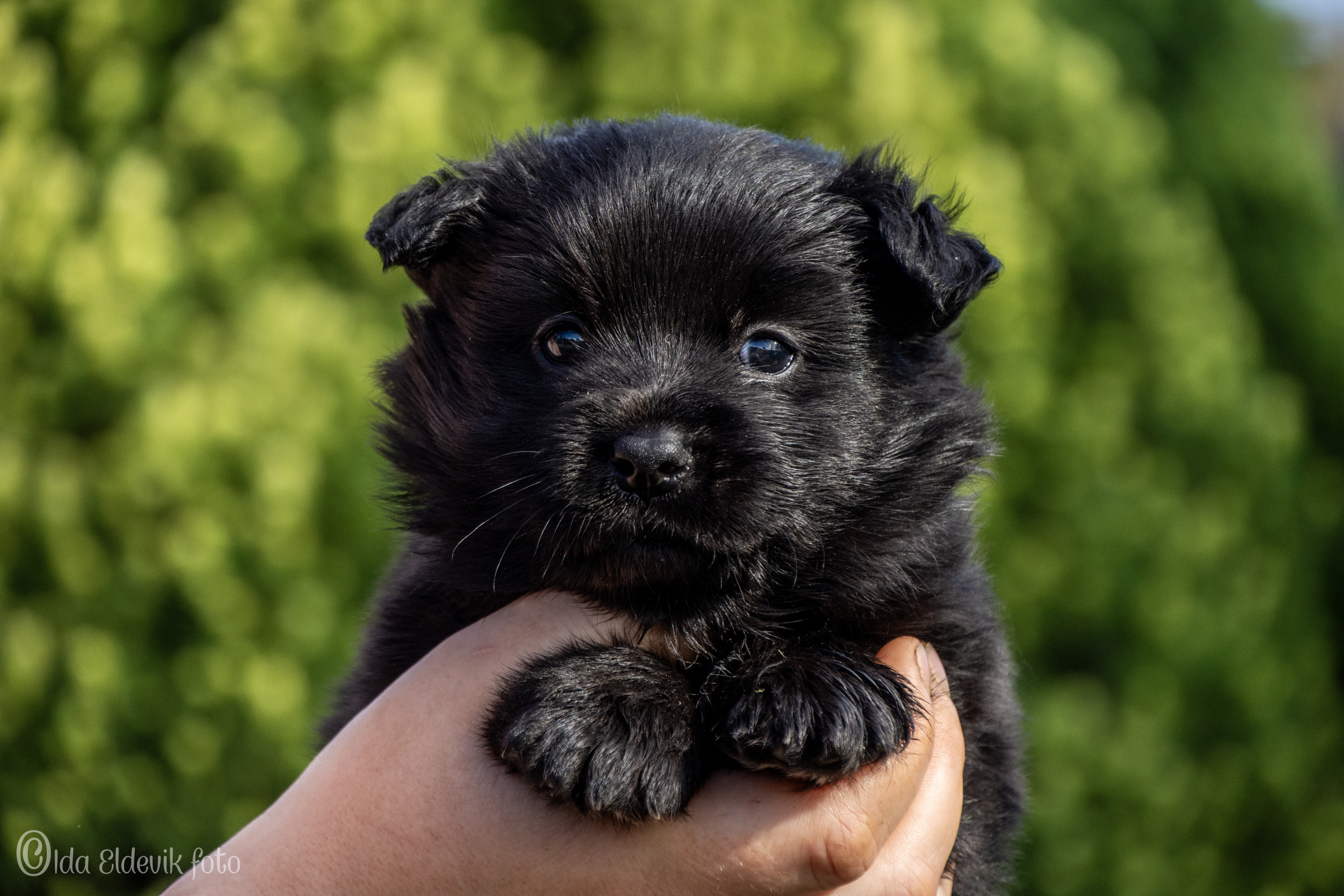 Àrbbola's Isvend Àrbbola's Isvend