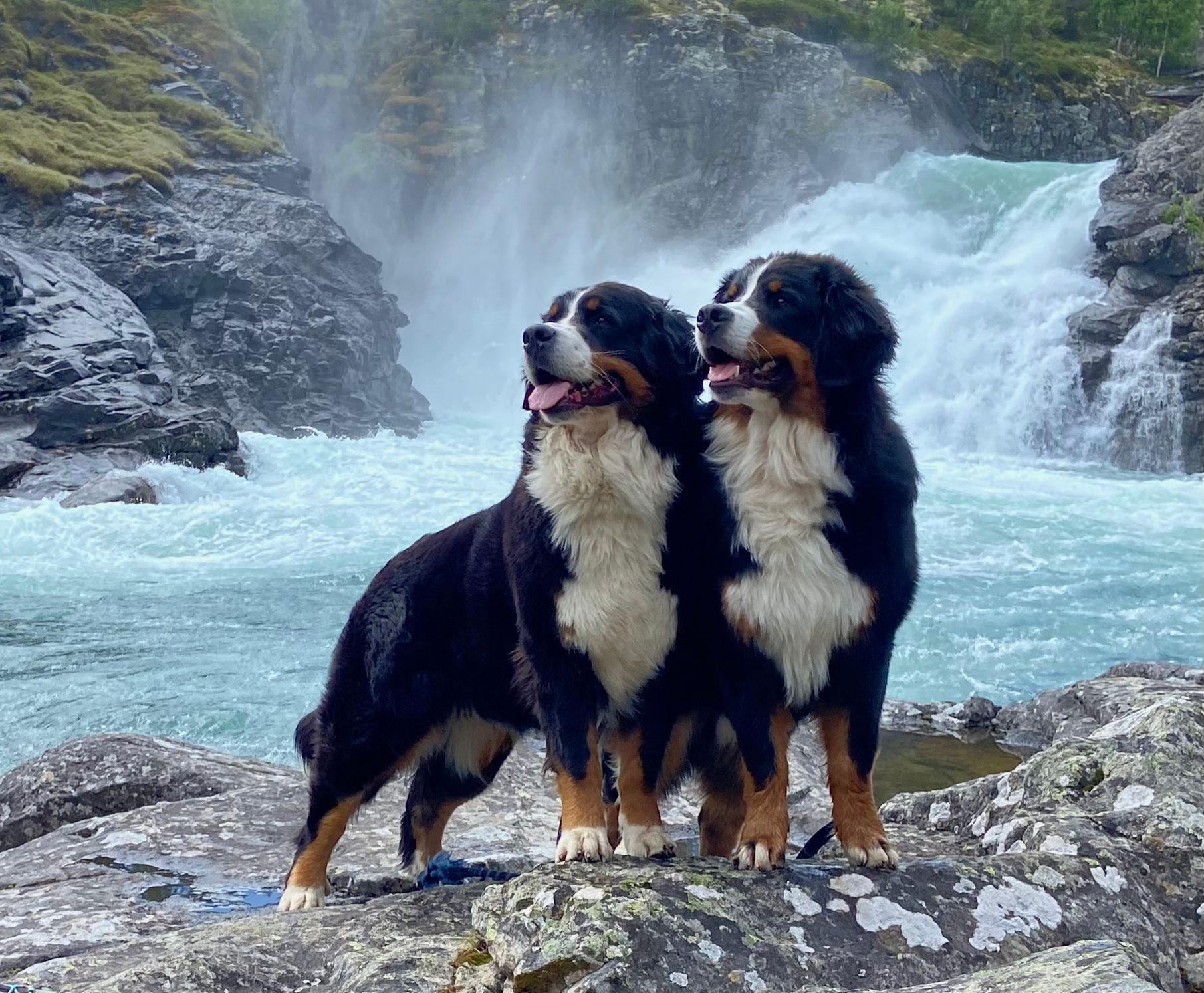 Hubba Bubbas Kennel Hubba Bubbas Kennel