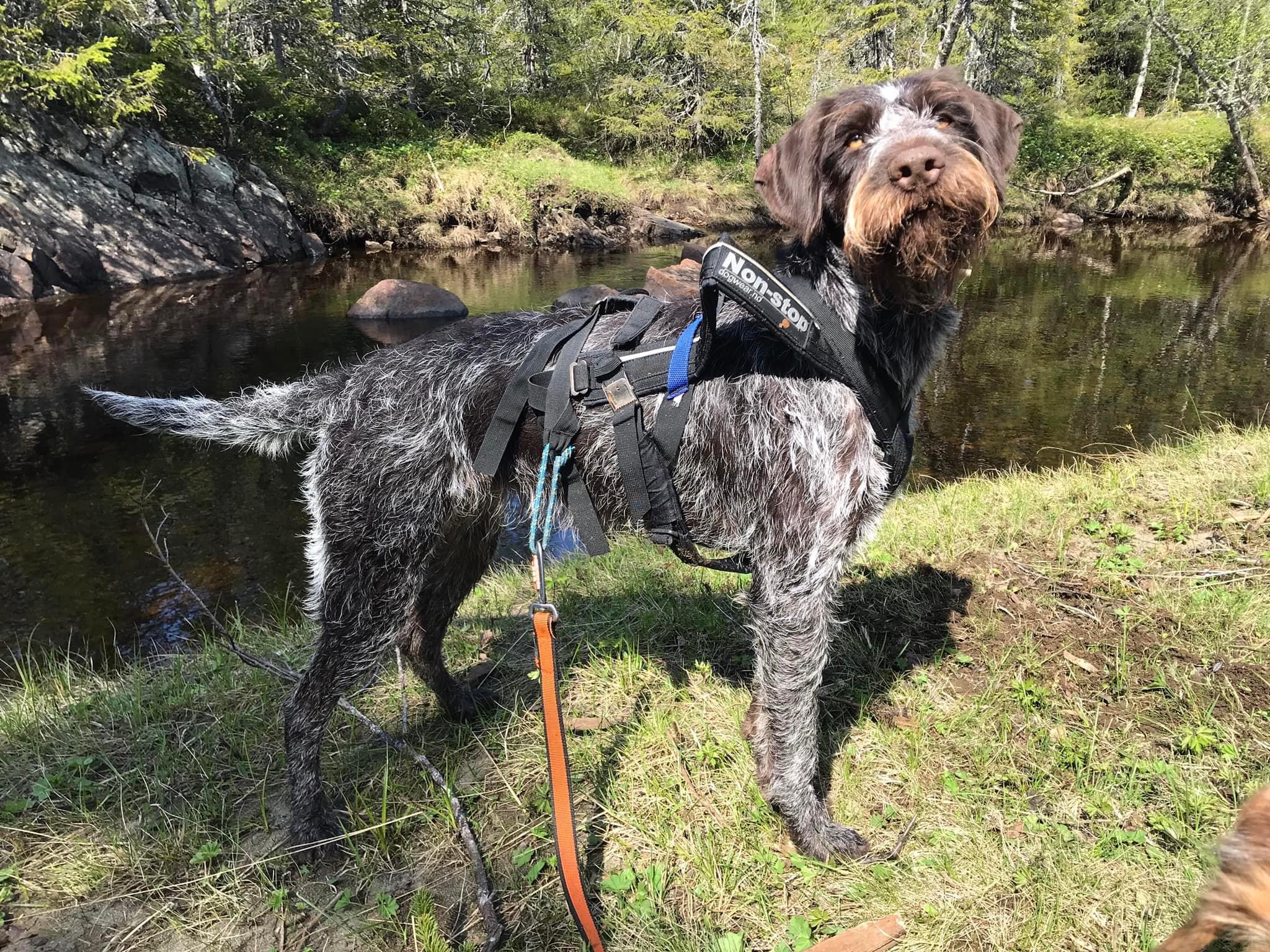 Grillsbergets Vilje Grillsbergets Vilje