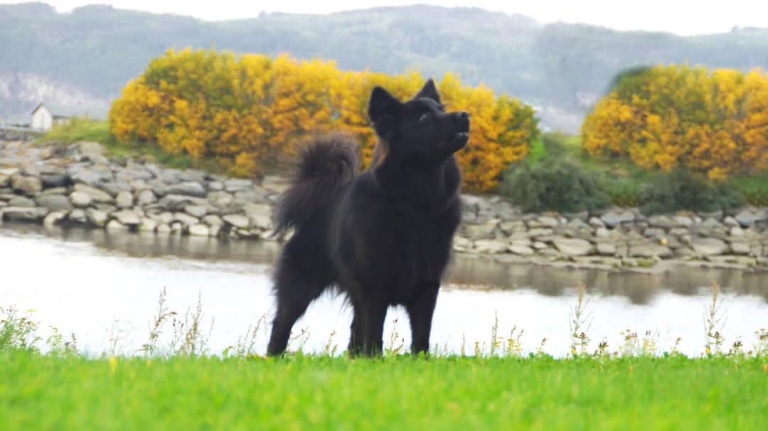 Lappe Tikko’s X Vendi Lappe Tikko’s X Vendi