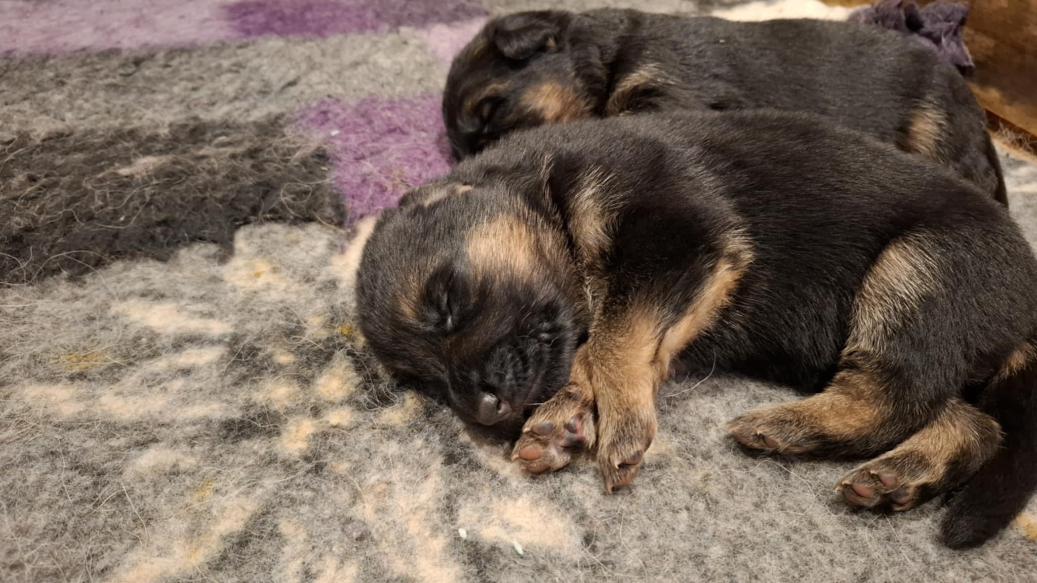 Bukkesti d 1 Bukkesti d 1