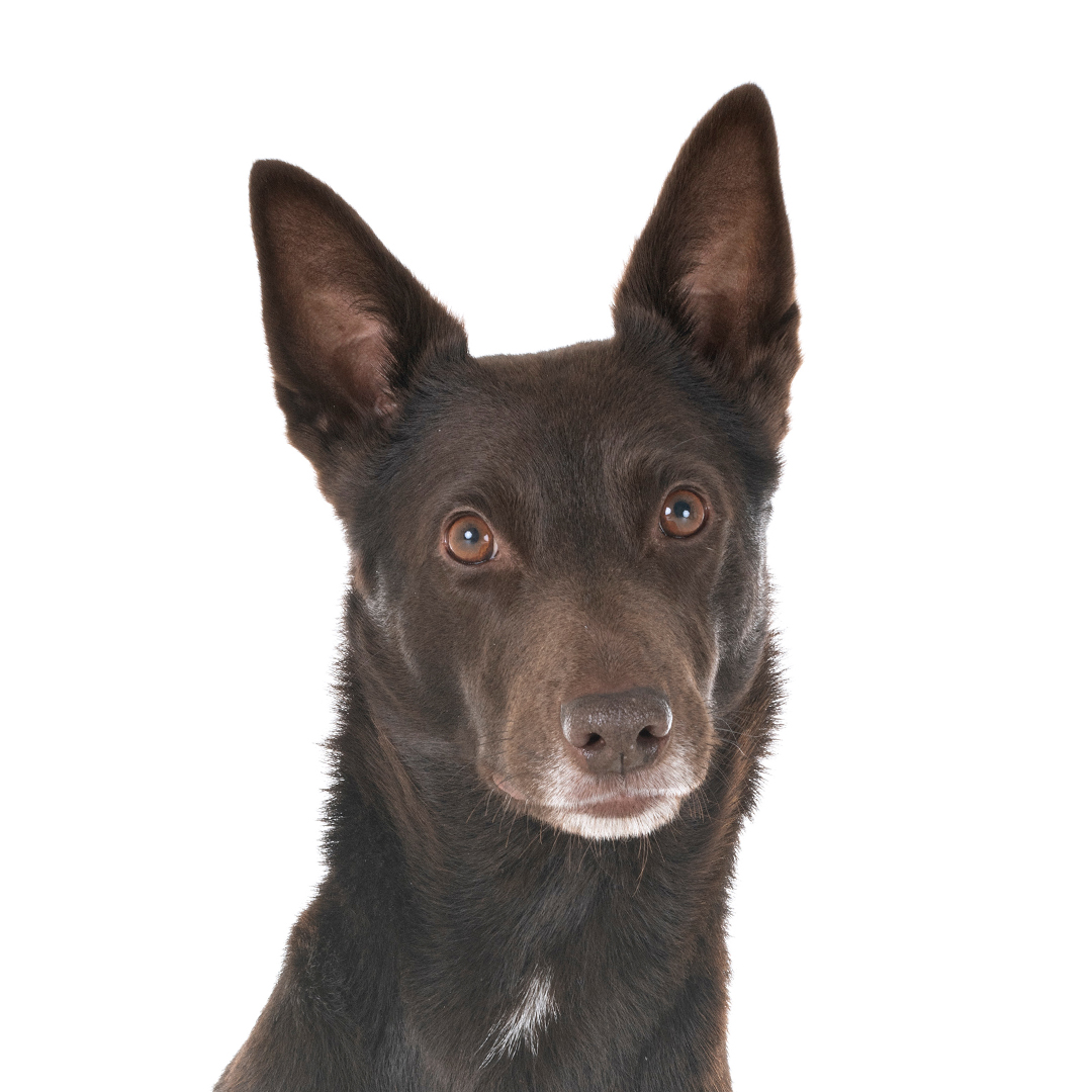 Australsk kelpie Australsk kelpie
