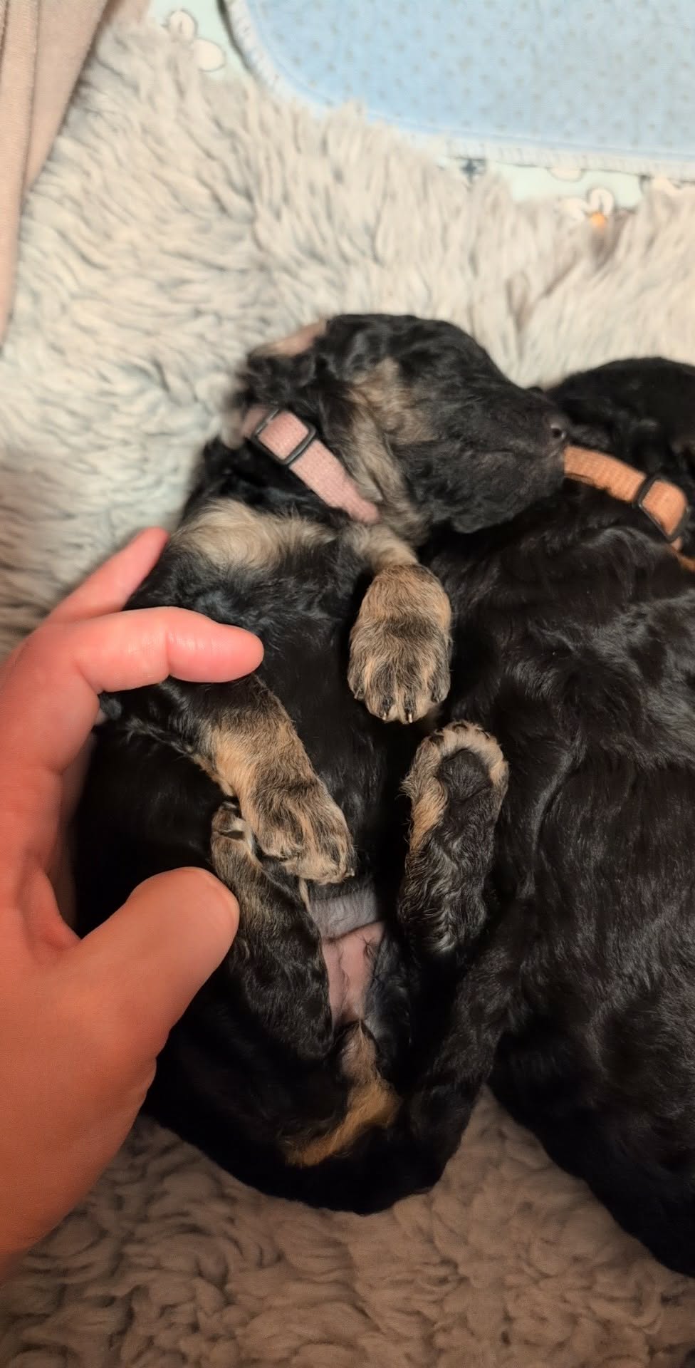 BjørnePias Ingiridur BjørnePias Ingiridur