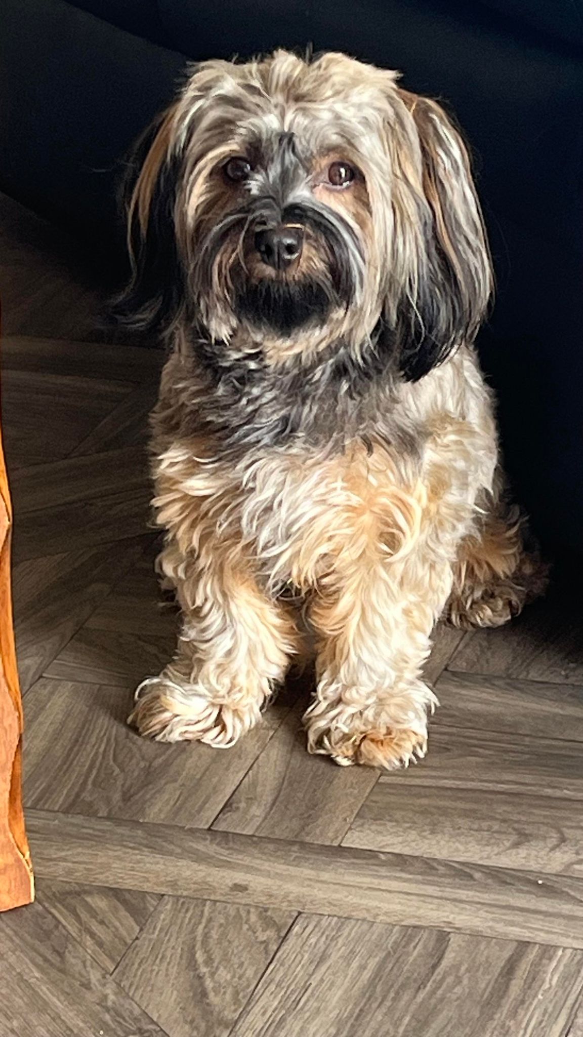 Tollma`s Frøken Saga Tollma`s Frøken Saga