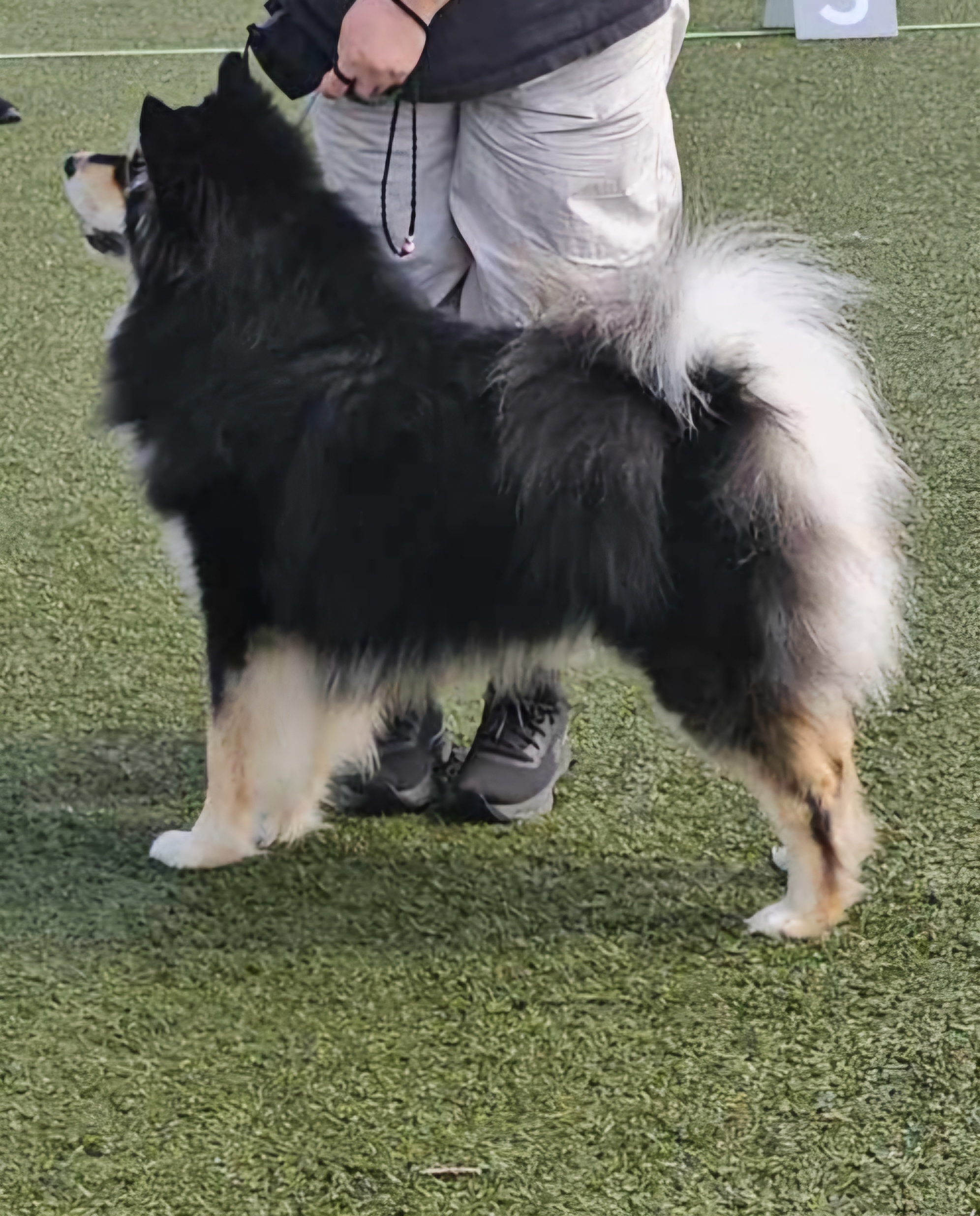 Spitz Family Aslan Spitz Family Aslan