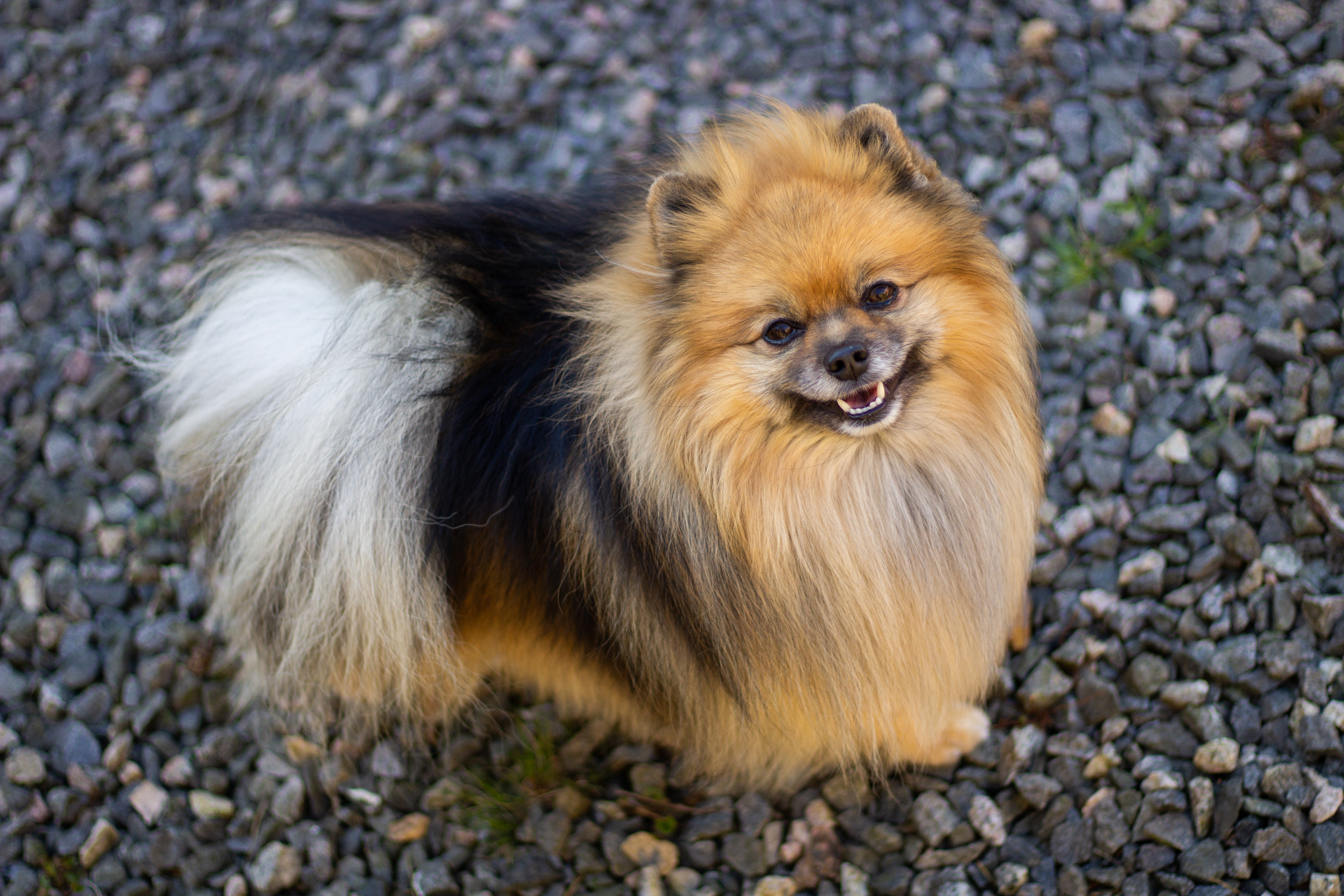 Mr Boo Ziggy Third Cute Love Mr Boo Ziggy Third Cute Love