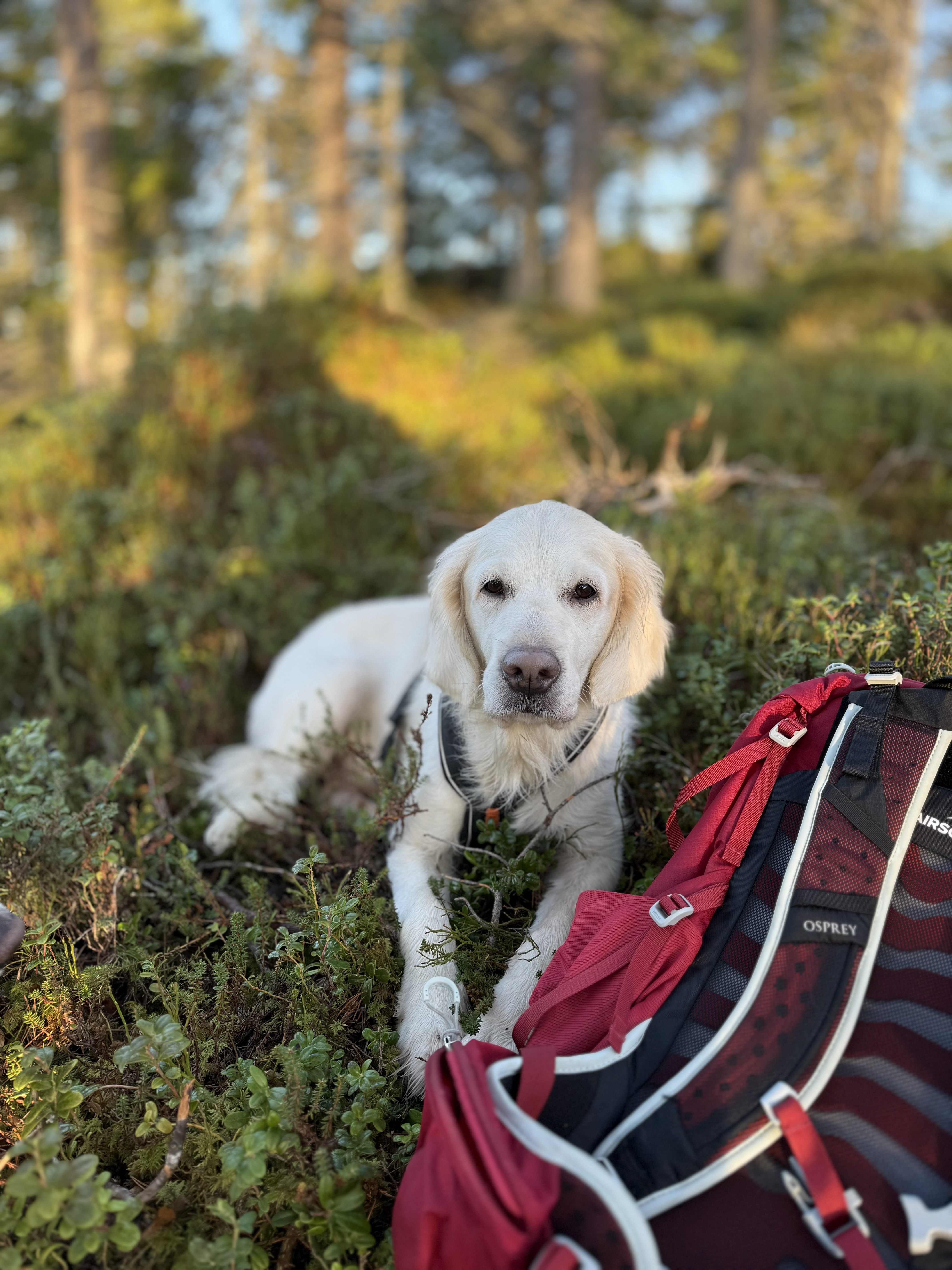 Zednora’s what she’s doing now (Ziva) Zednora’s what she’s doing now (Ziva)