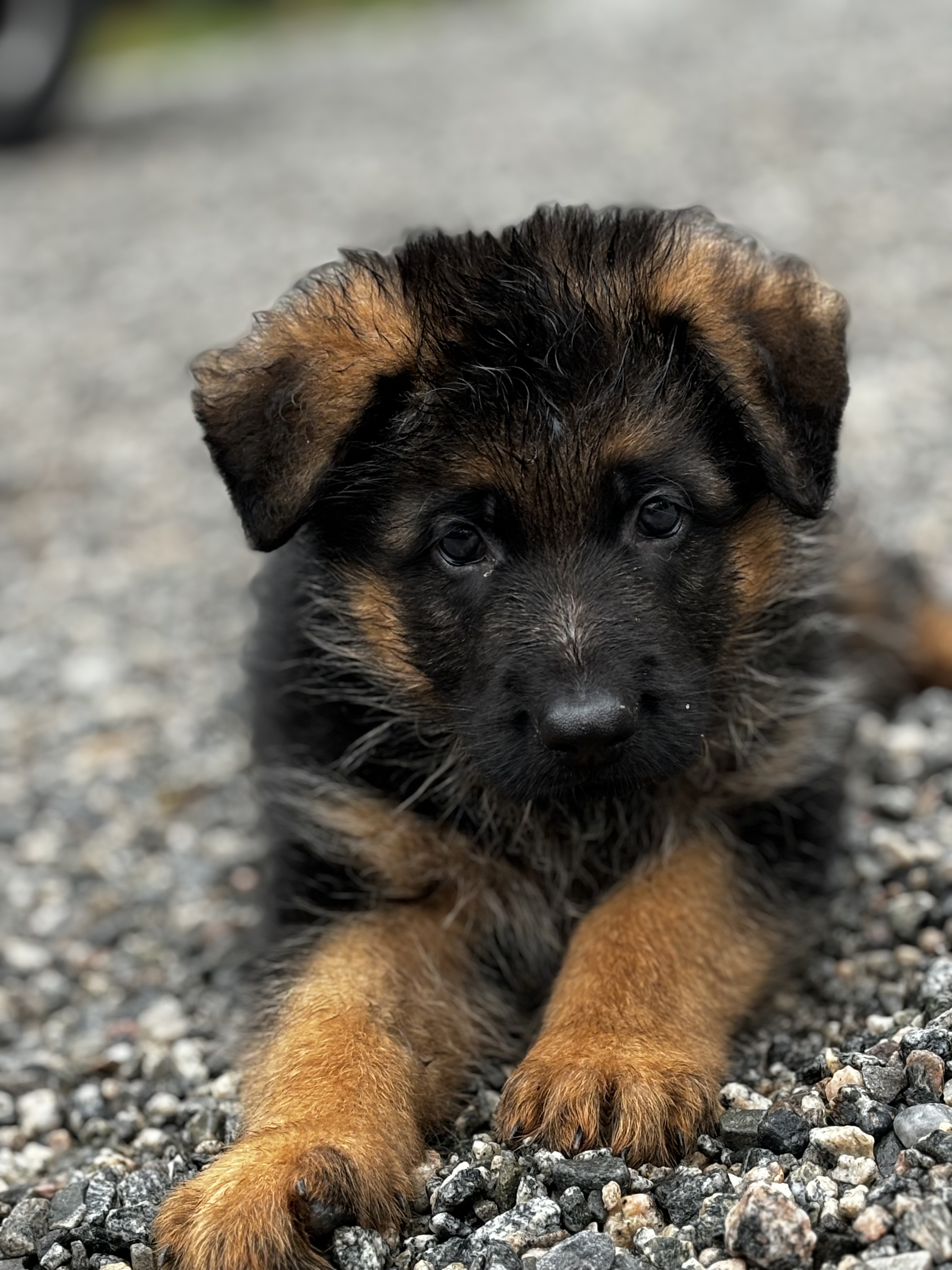 Aina Nordahl Aina Nordahl