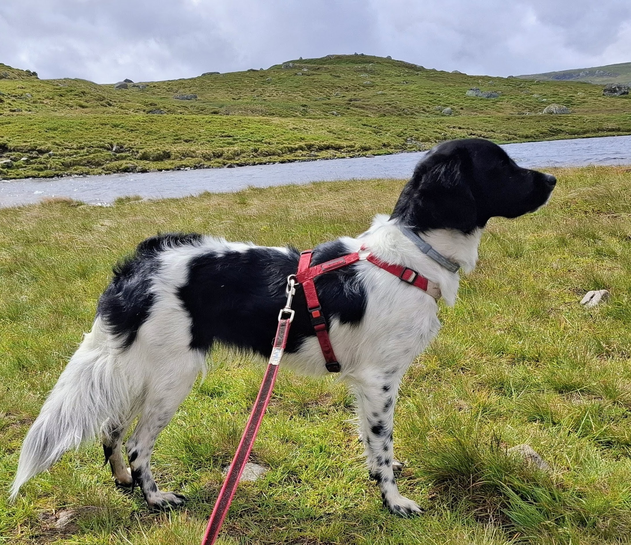 Anortositts Famke Nikkel