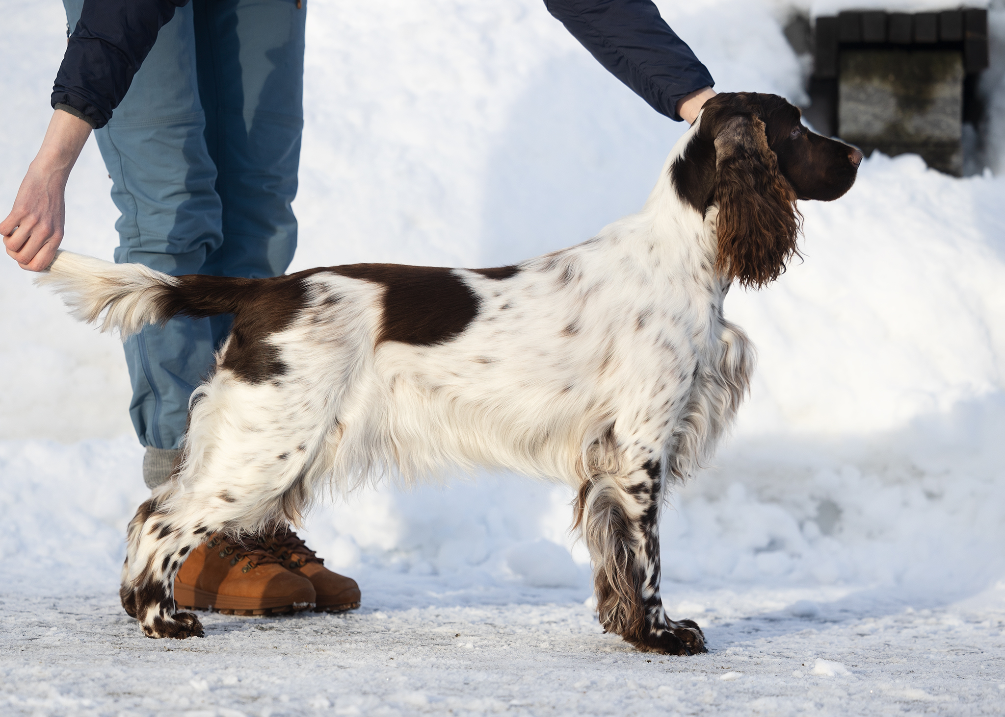 Cocoline Poker Face Cocoline Poker Face