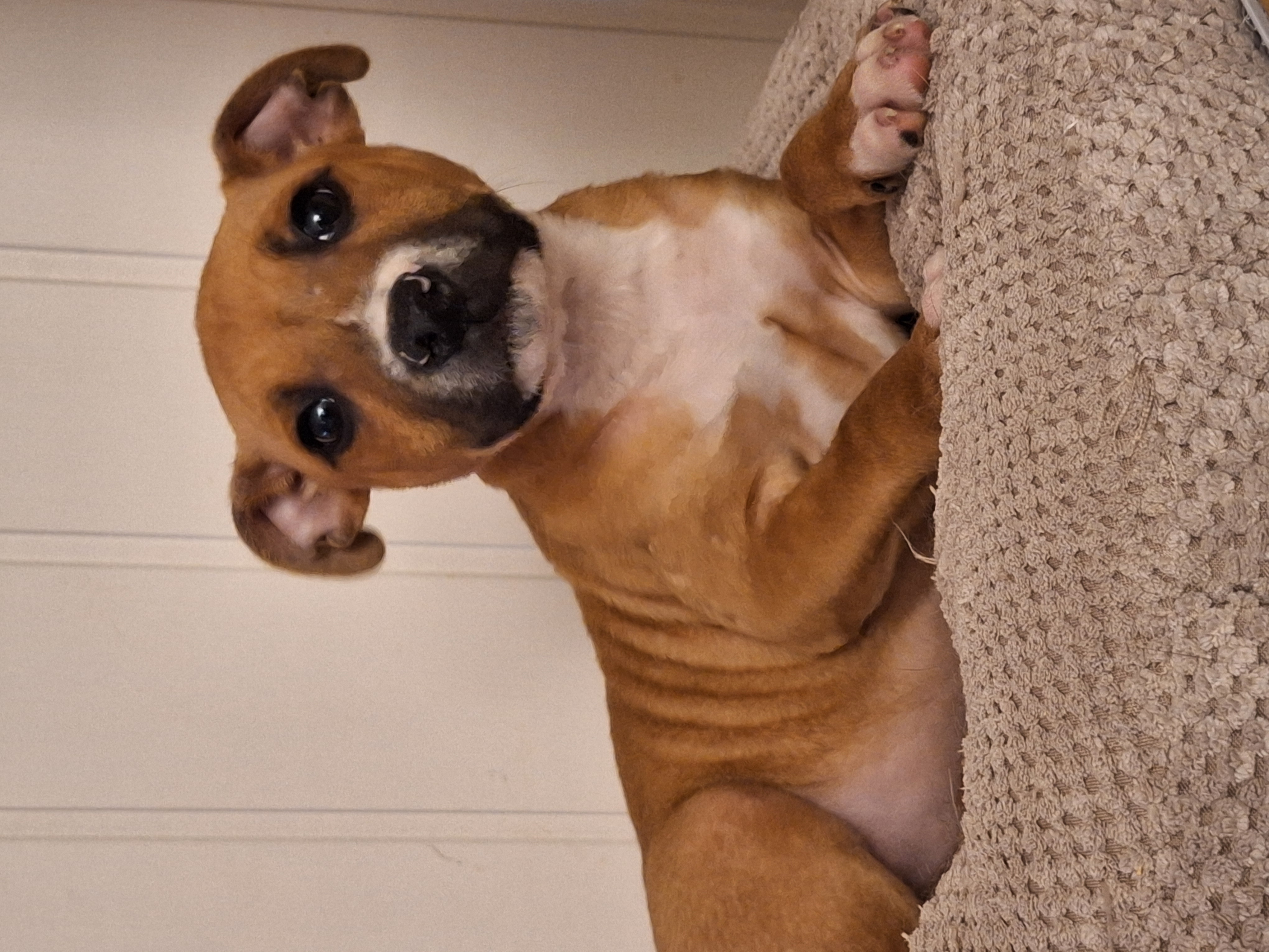 Staffordshire bull terier siste gutt i Finnmark. Staffordshire bull terier siste gutt i Finnmark.