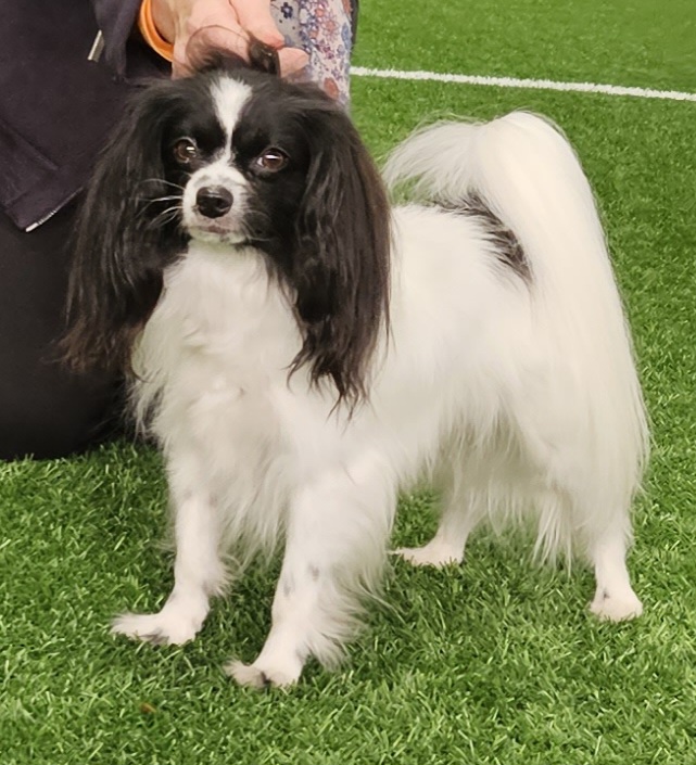 Thingummy's Senor Moonshadow 