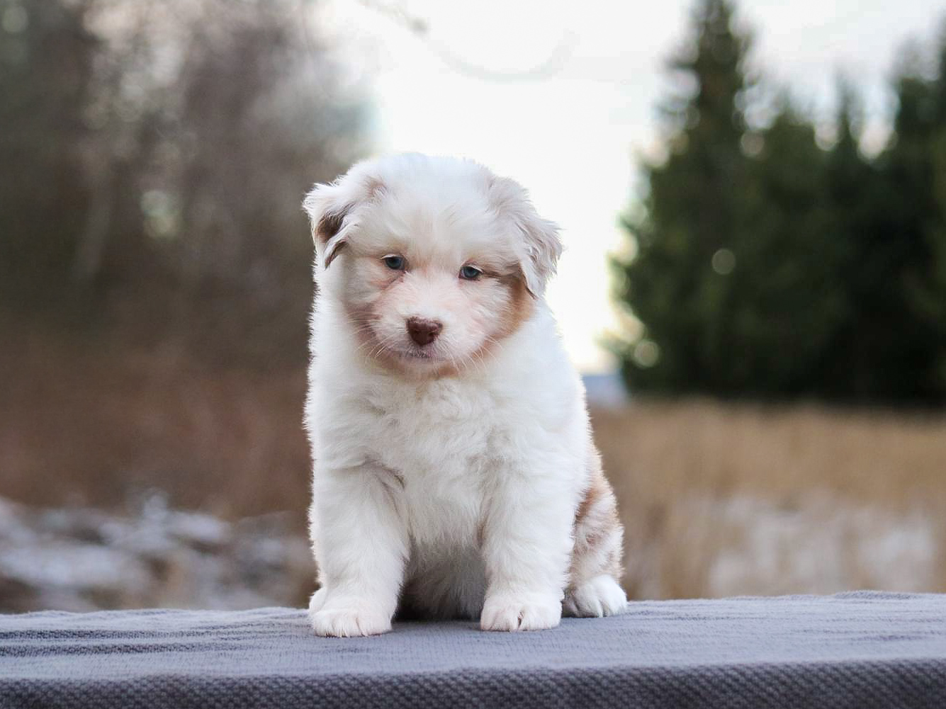 Celestial Herd's Too White Dress Celestial Herd's Too White Dress