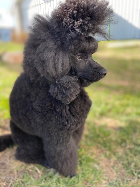 Stutteri Lundgreen Bello Mio Stutteri Lundgreen Bello Mio