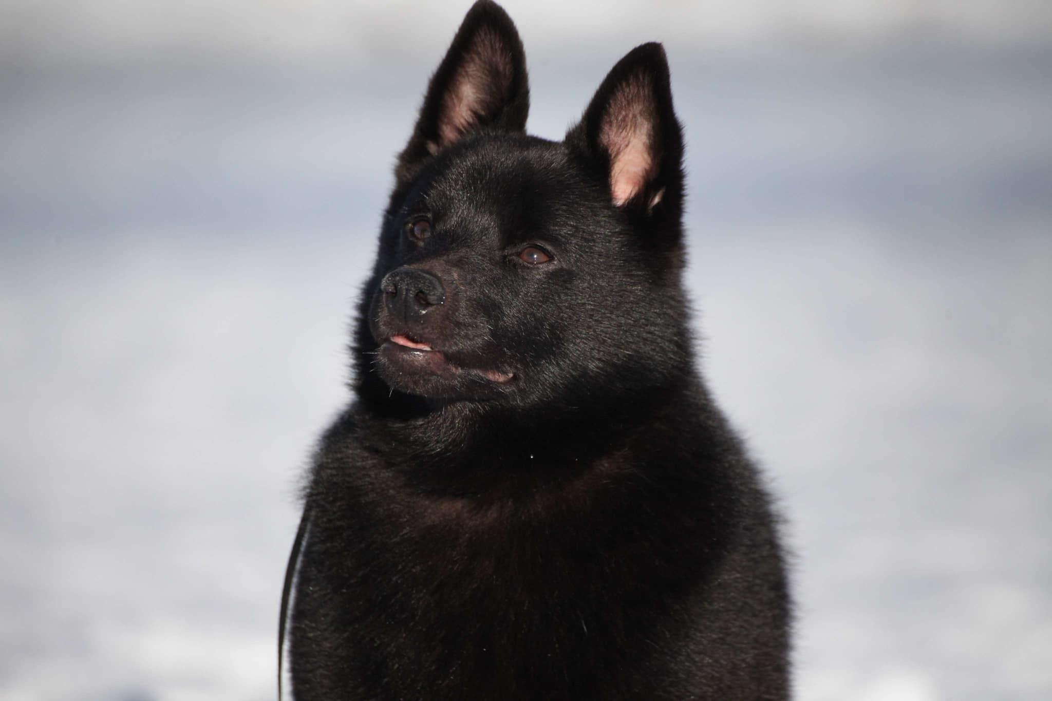 Analog Ci Powell Peralta Analog Ci Powell Peralta