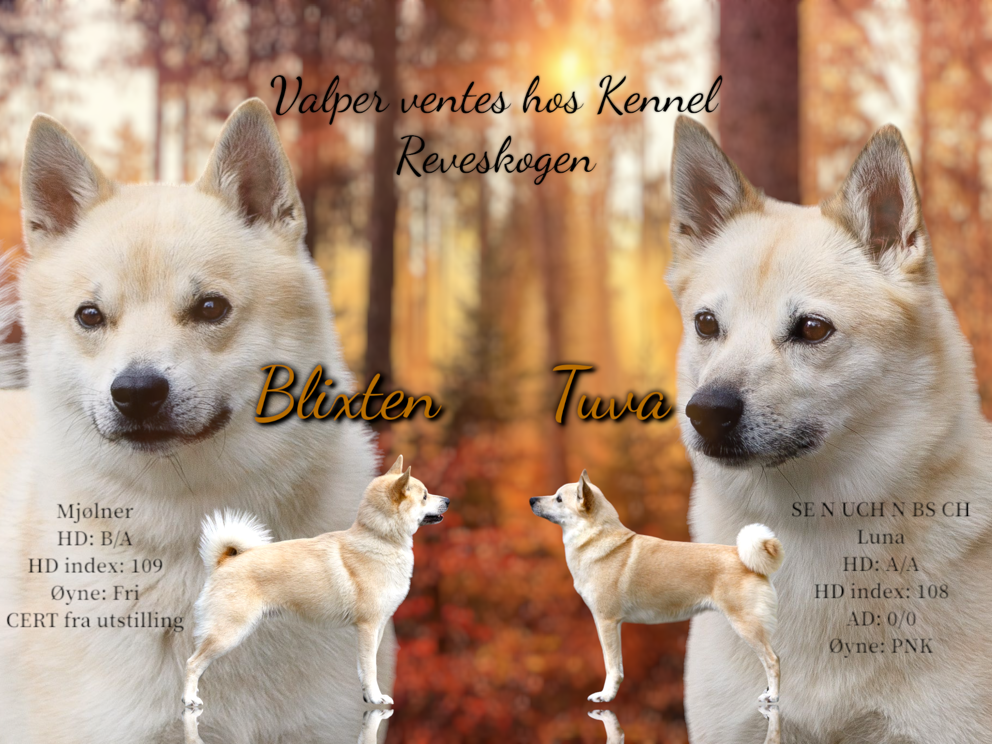 Reveskogen Reveskogen