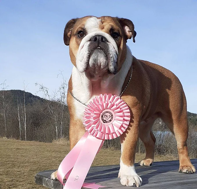 CH. Dangerous Can`t Play With The Fire CH. Dangerous Can`t Play With The Fire