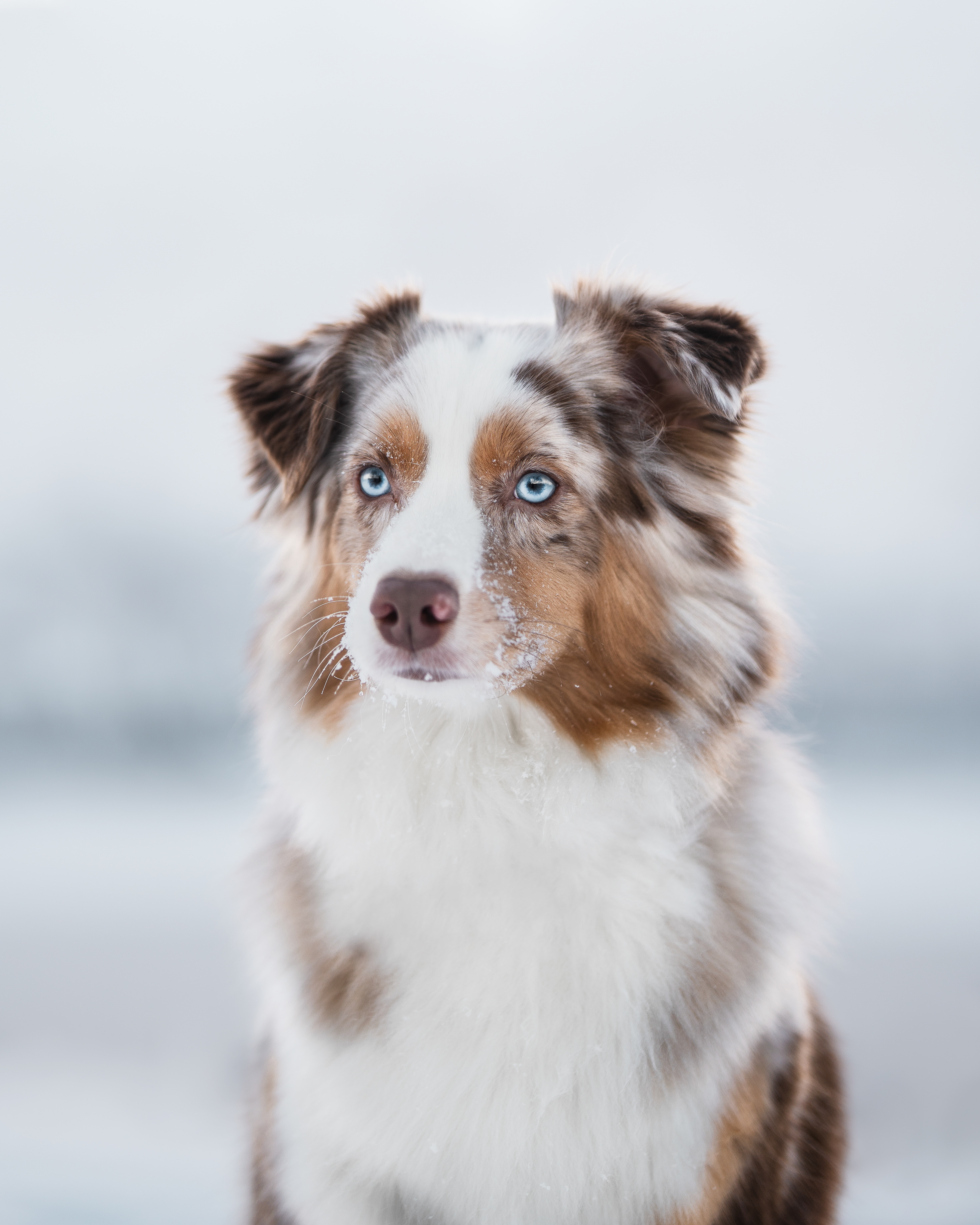 Eila Cora from Trilars Paw