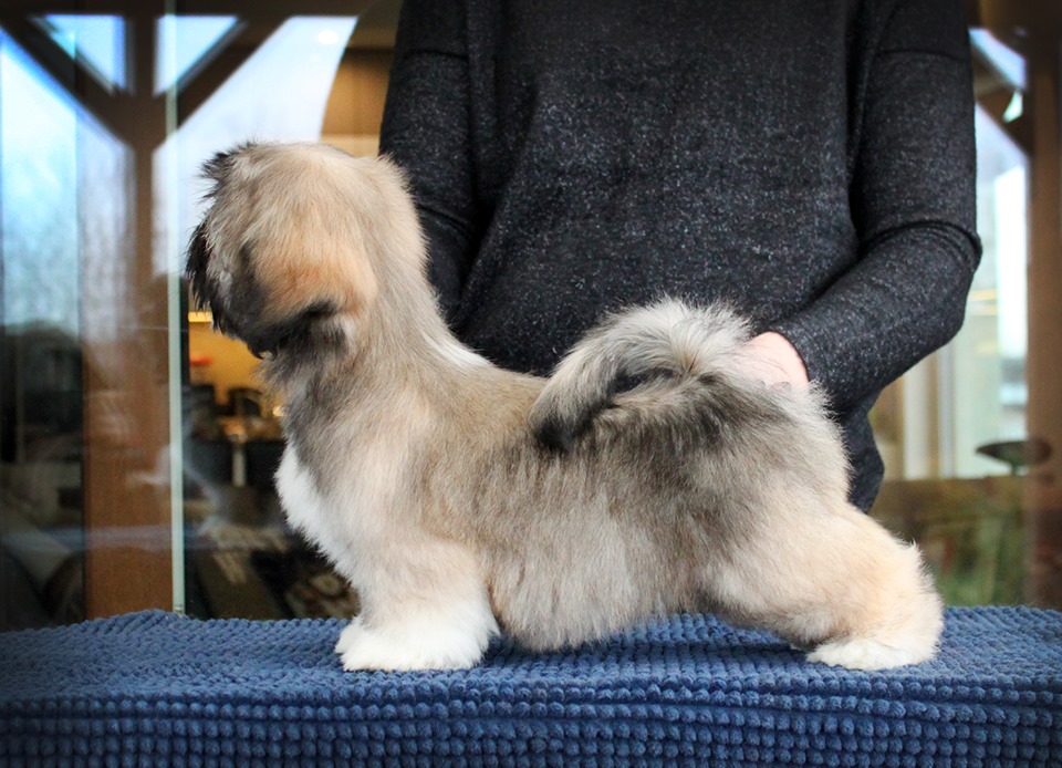 Tai Fanza Crystal Noir Tai Fanza Crystal Noir