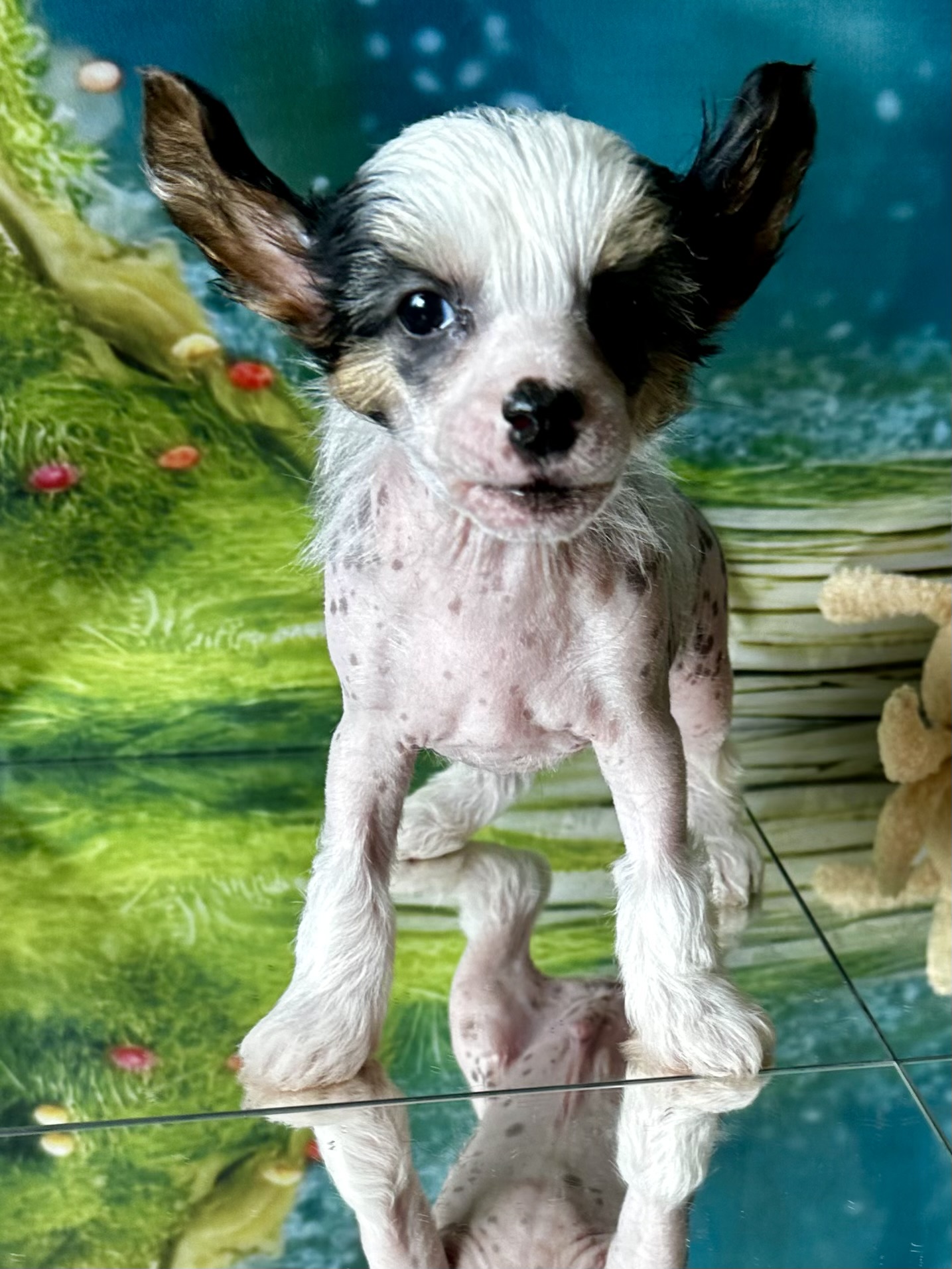 Bernie the Bandit Bernie the Bandit