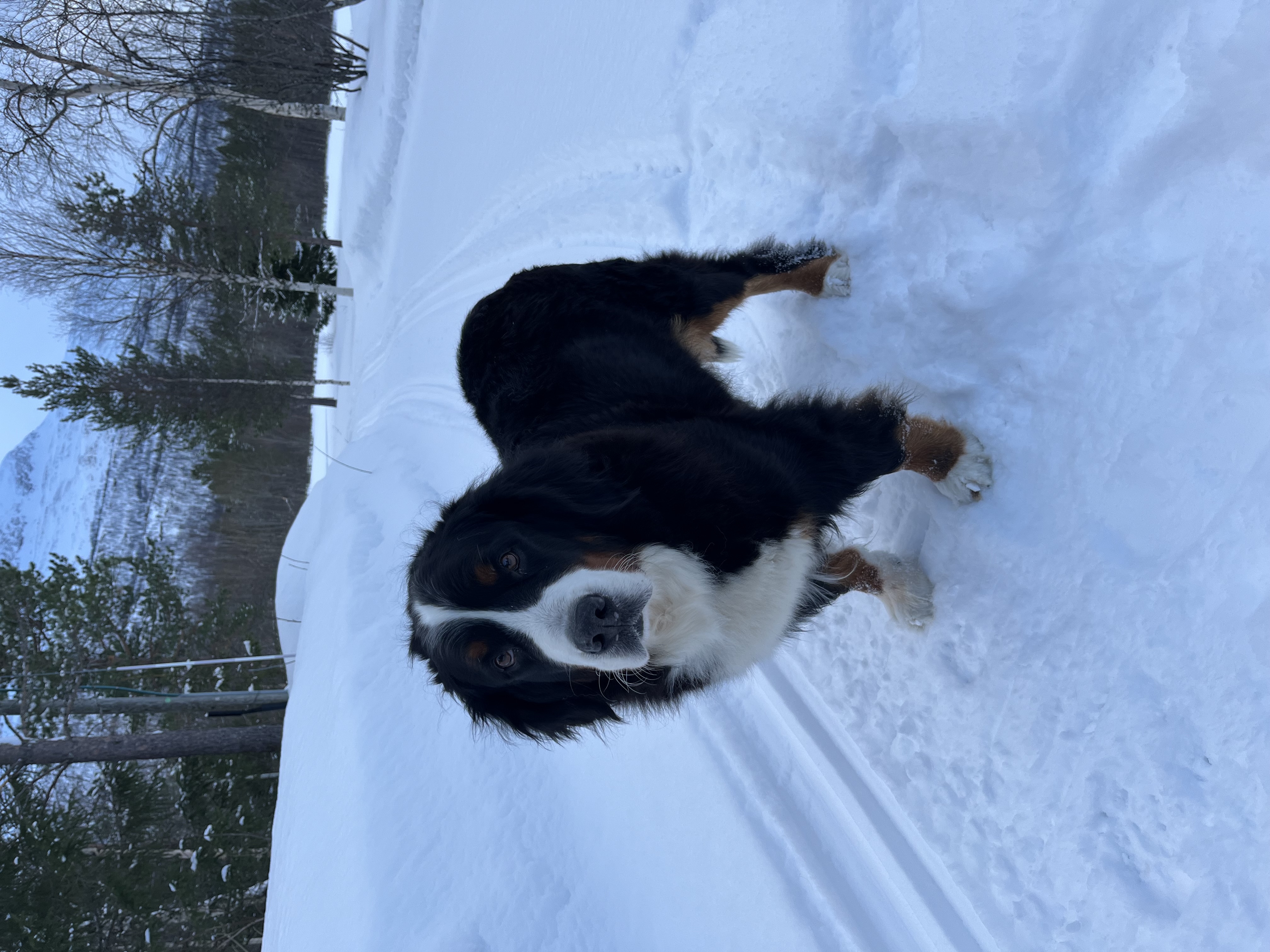 Nuch Bernerhuset’s Etenia Embla Nuch Bernerhuset’s Etenia Embla