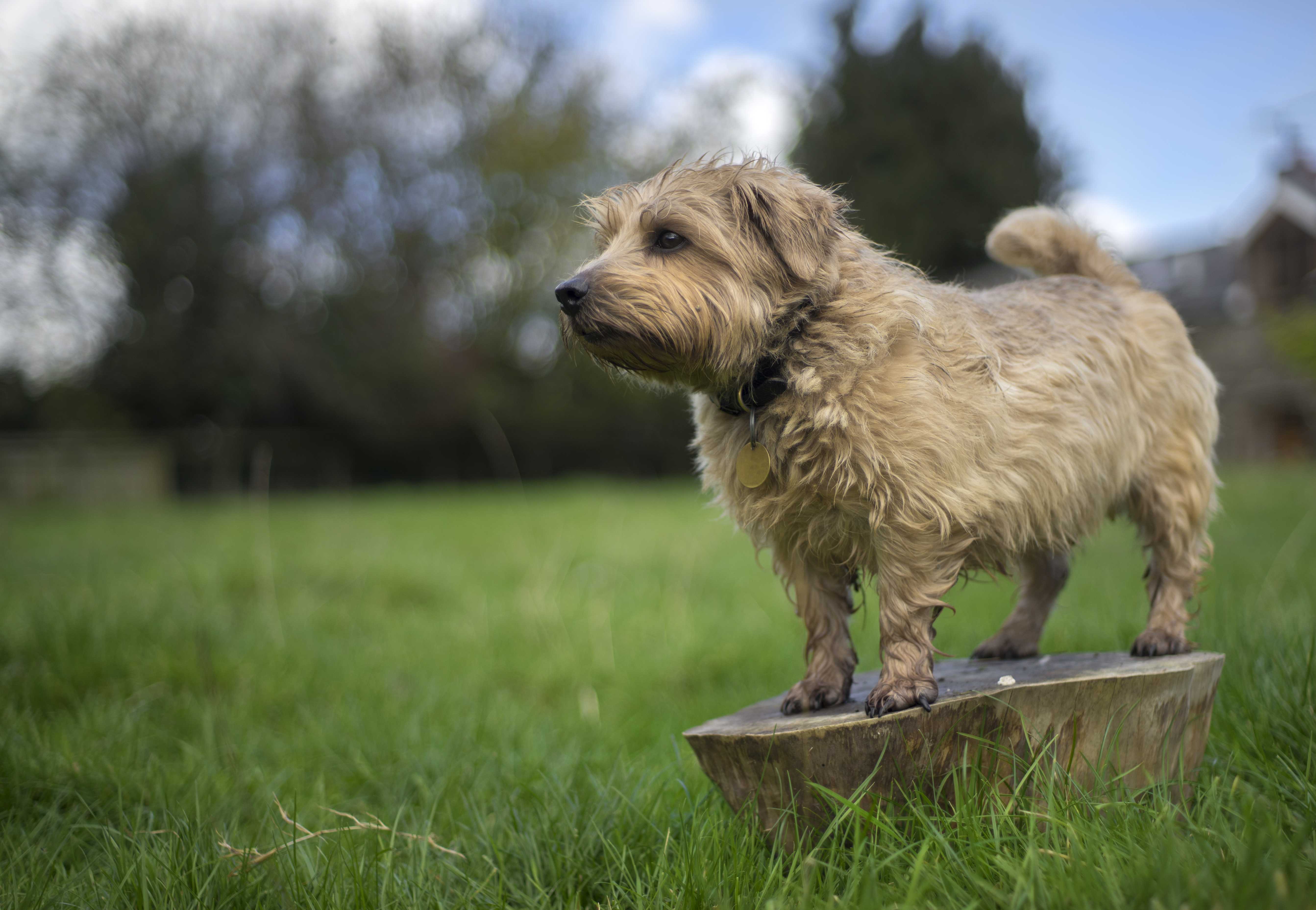 Norfolk terrier